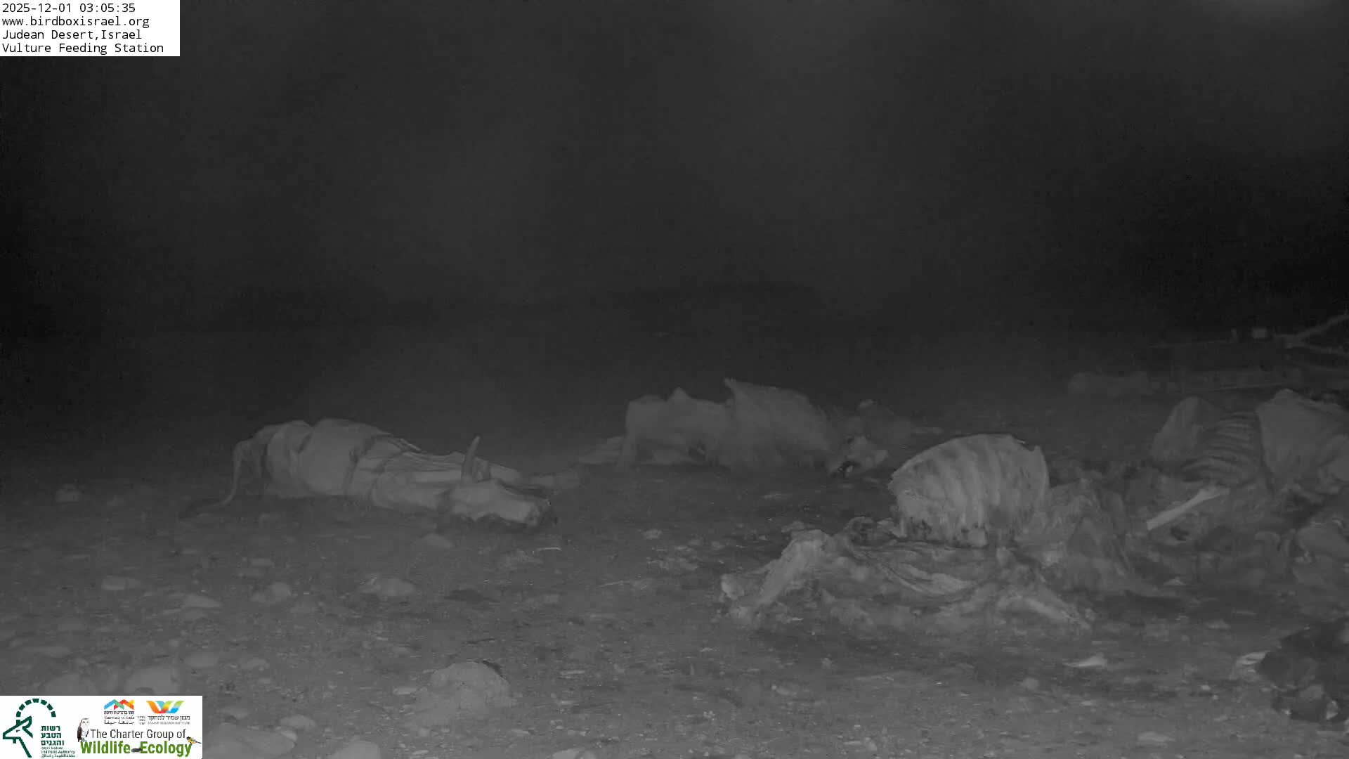 Midbar Yehuda (Judean Desert) Vulture Feeding Live Cam - Ubeidiya, Bethlehem, Palestine