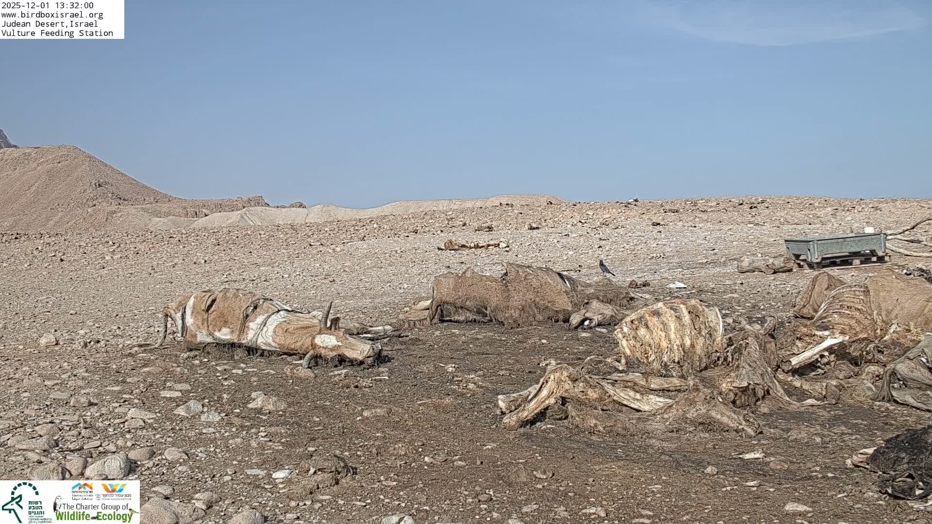 Midbar Yehuda (Judean Desert) Vulture Feeding Live Cam - Ubeidiya, Bethlehem, Palestine