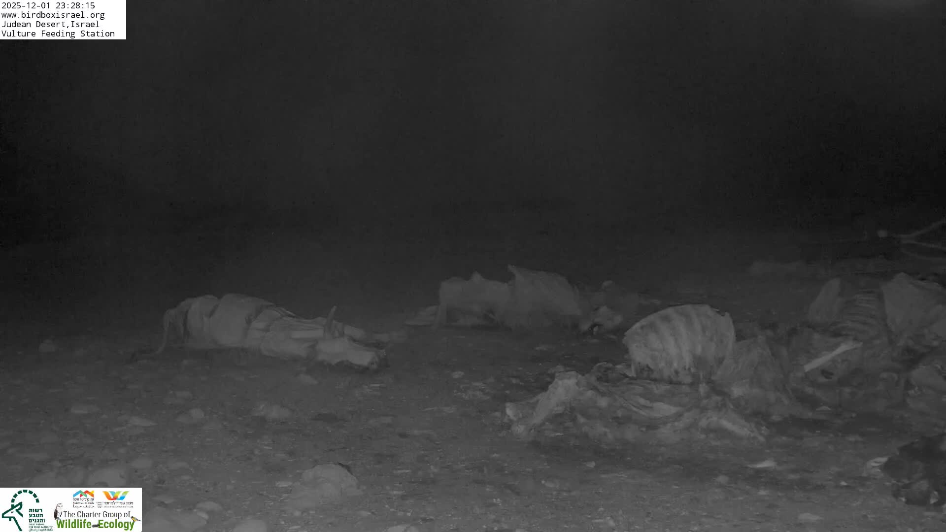 Midbar Yehuda (Judean Desert) Vulture Feeding Live Cam - Ubeidiya, Bethlehem, Palestine