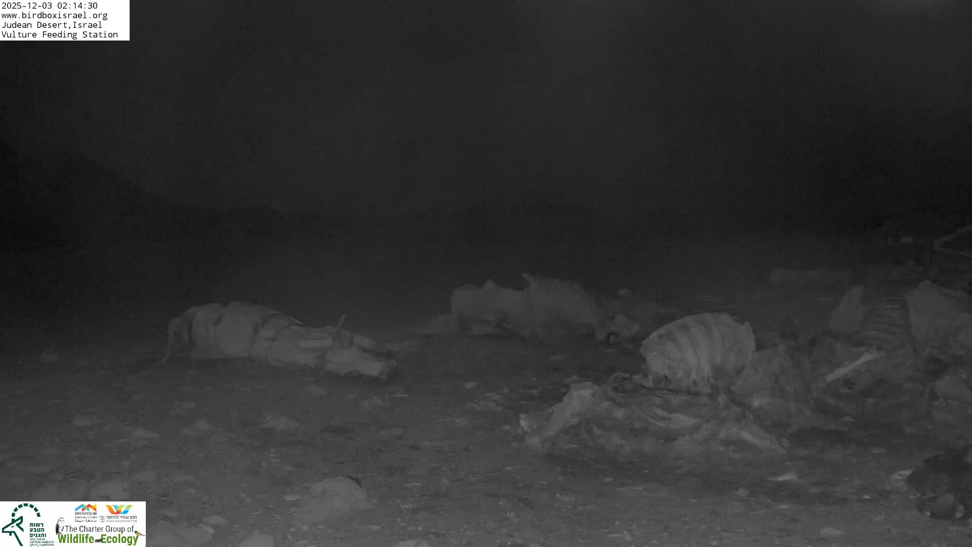 Midbar Yehuda (Judean Desert) Vulture Feeding Live Cam - Ubeidiya, Bethlehem, Palestine