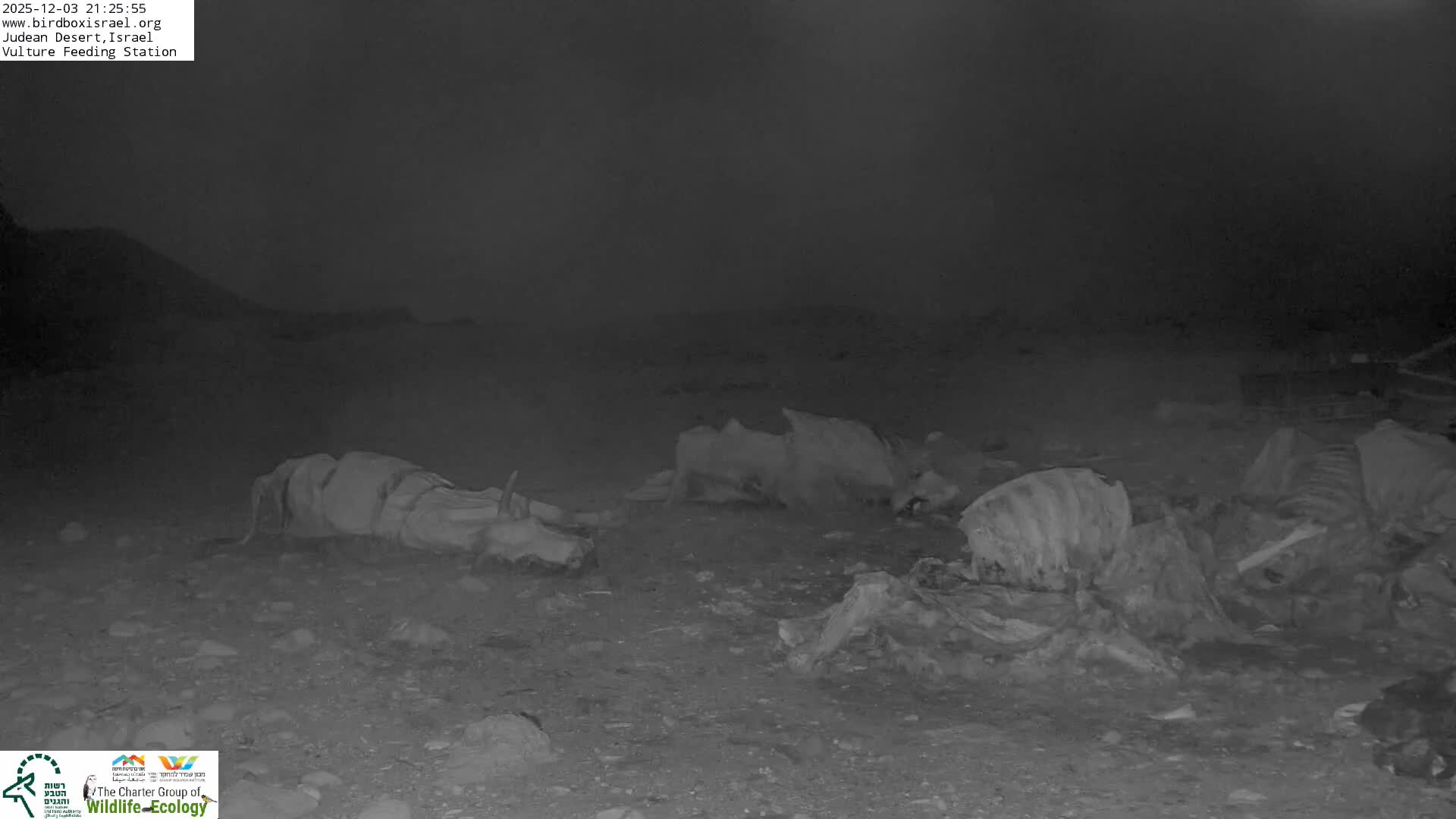 Midbar Yehuda (Judean Desert) Vulture Feeding Live Cam - Ubeidiya, Bethlehem, Palestine