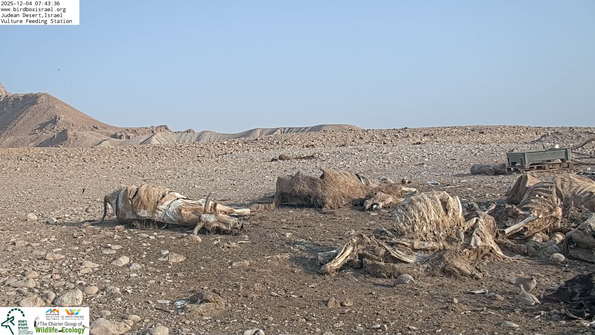 Midbar Yehuda (Judean Desert) Vulture Feeding Live Cam - Ubeidiya, Bethlehem, Palestine