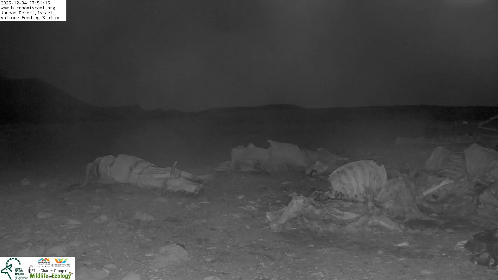 Midbar Yehuda (Judean Desert) Vulture Feeding Live Cam - Ubeidiya, Bethlehem, Palestine