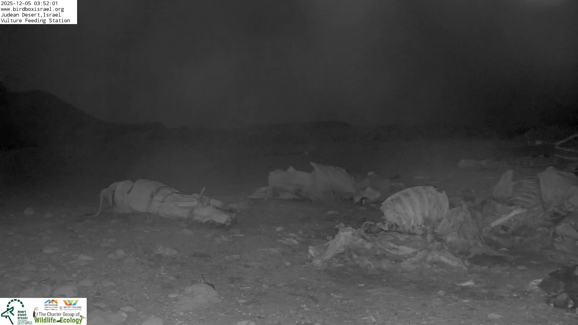 Midbar Yehuda (Judean Desert) Vulture Feeding Live Cam - Ubeidiya, Bethlehem, Palestine