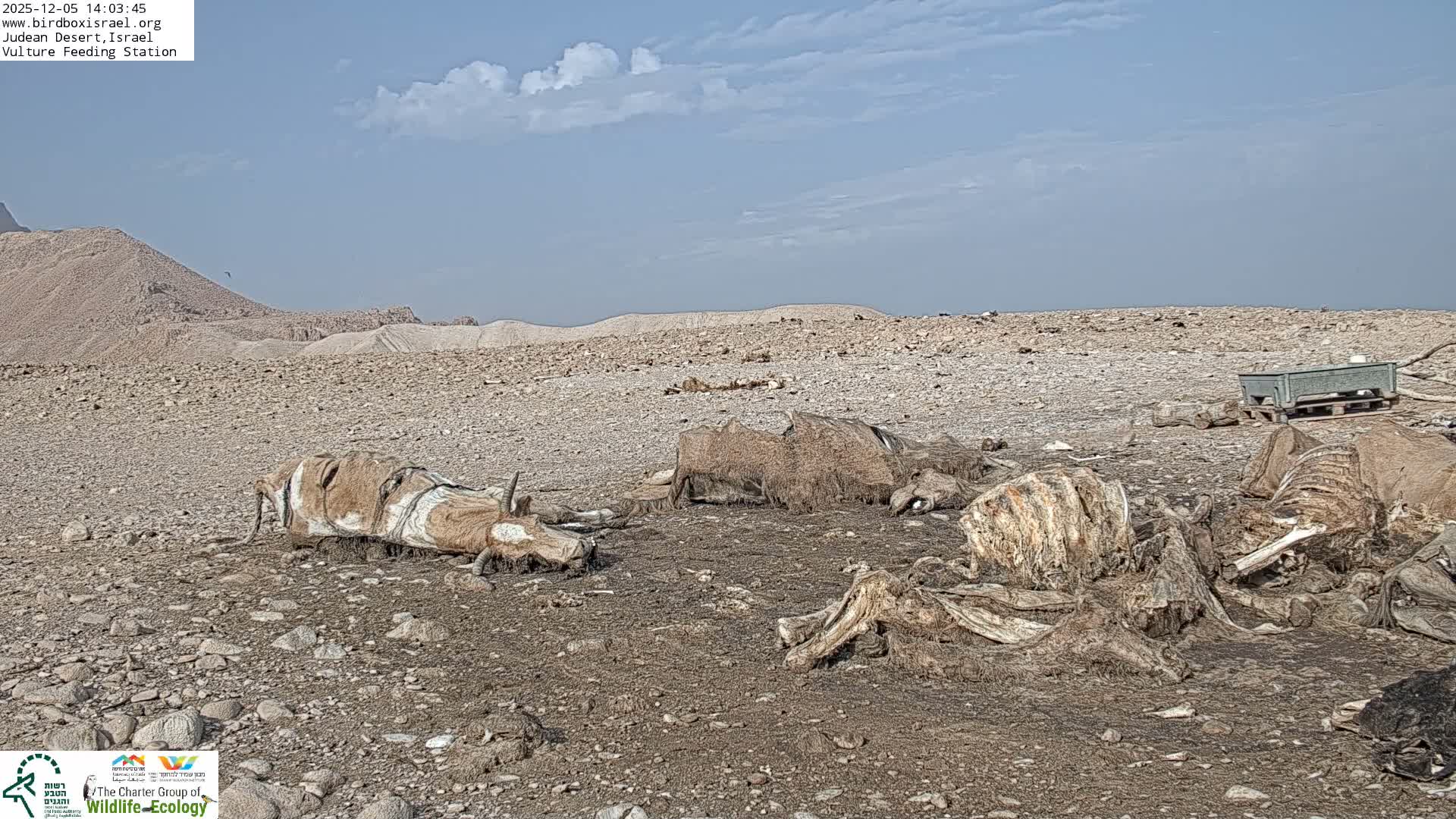 Midbar Yehuda (Judean Desert) Vulture Feeding Live Cam - Ubeidiya, Bethlehem, Palestine