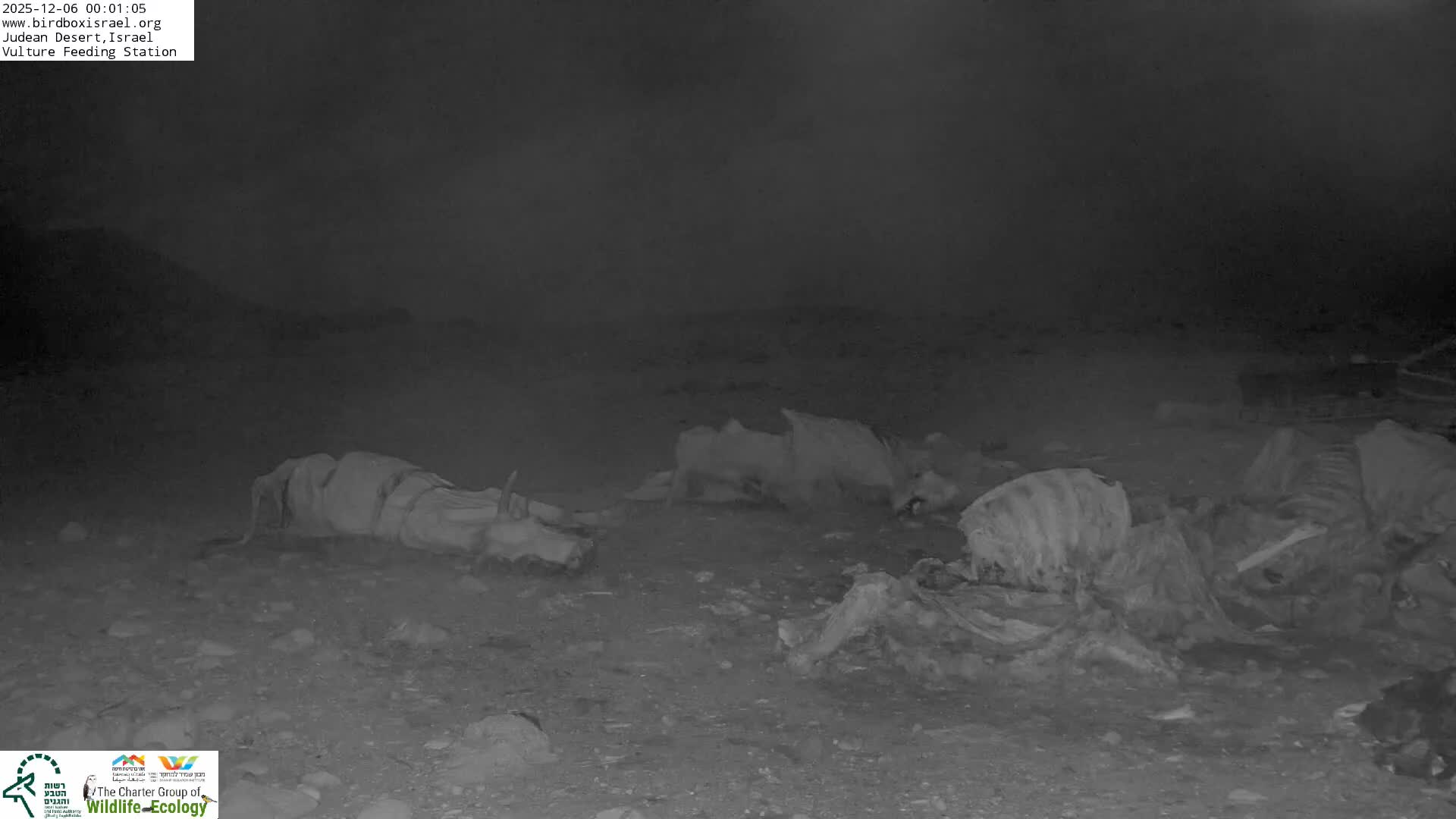 Midbar Yehuda (Judean Desert) Vulture Feeding Live Cam - Ubeidiya, Bethlehem, Palestine