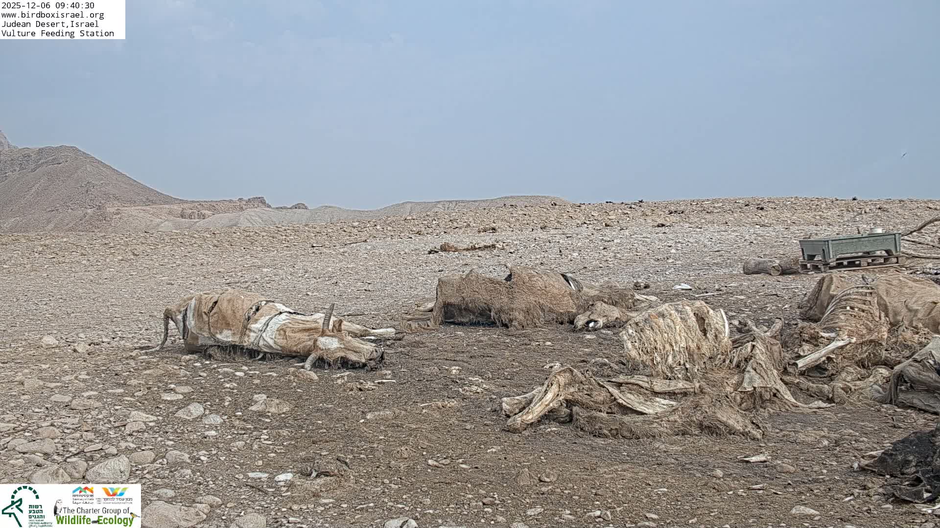 Midbar Yehuda (Judean Desert) Vulture Feeding Live Cam - Ubeidiya, Bethlehem, Palestine