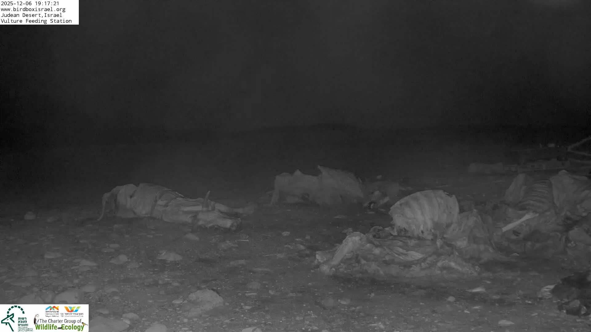 Midbar Yehuda (Judean Desert) Vulture Feeding Live Cam - Ubeidiya, Bethlehem, Palestine