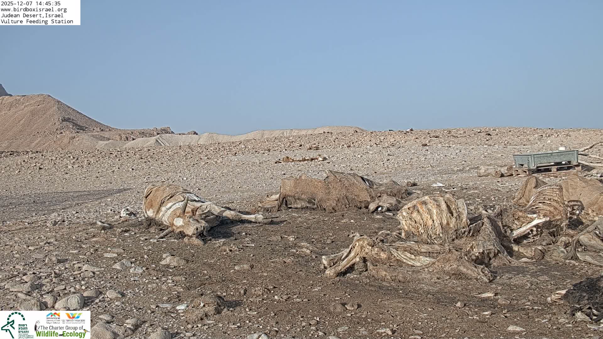 Midbar Yehuda (Judean Desert) Vulture Feeding Live Cam - Ubeidiya, Bethlehem, Palestine