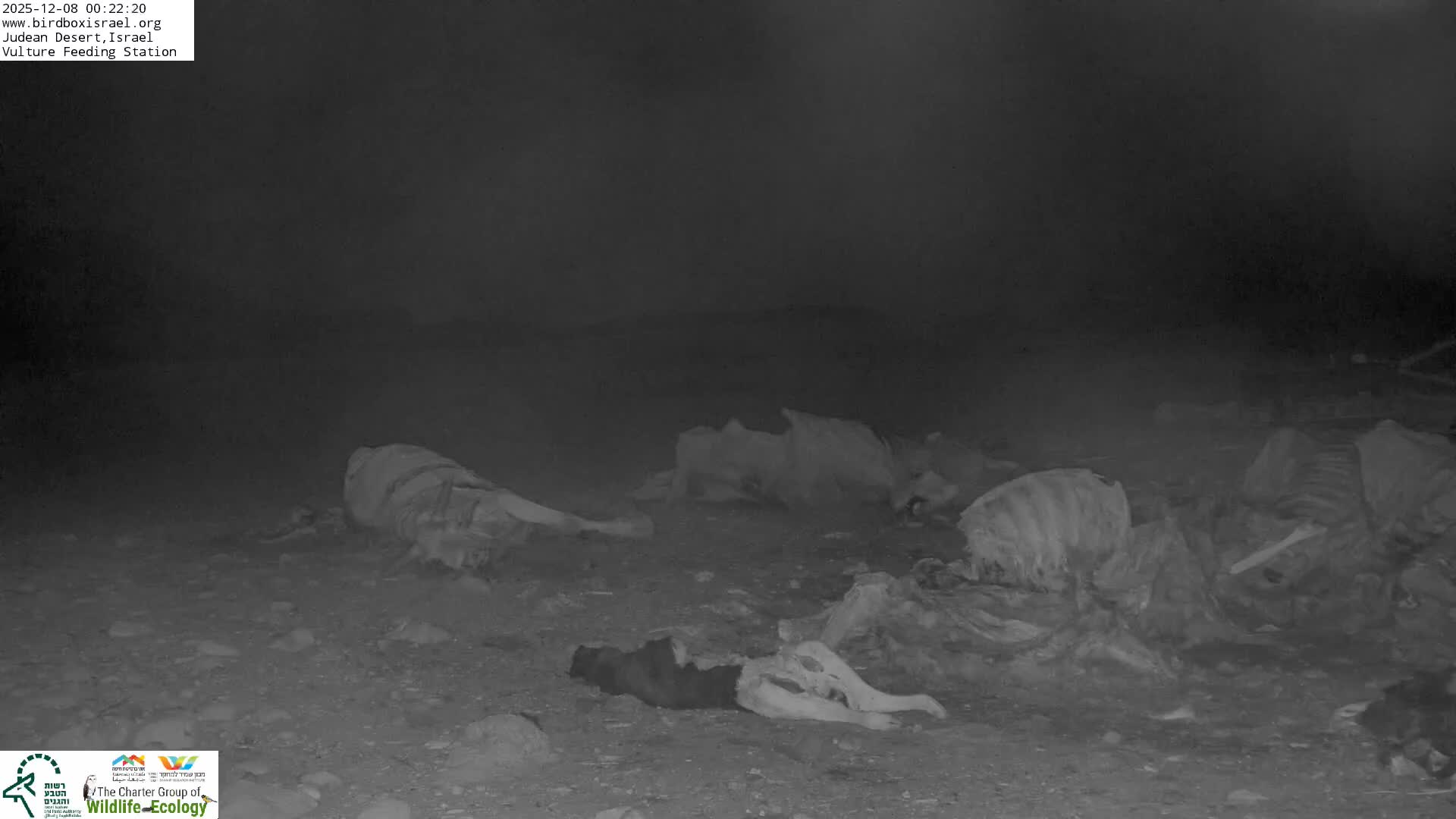 Midbar Yehuda (Judean Desert) Vulture Feeding Live Cam - Ubeidiya, Bethlehem, Palestine