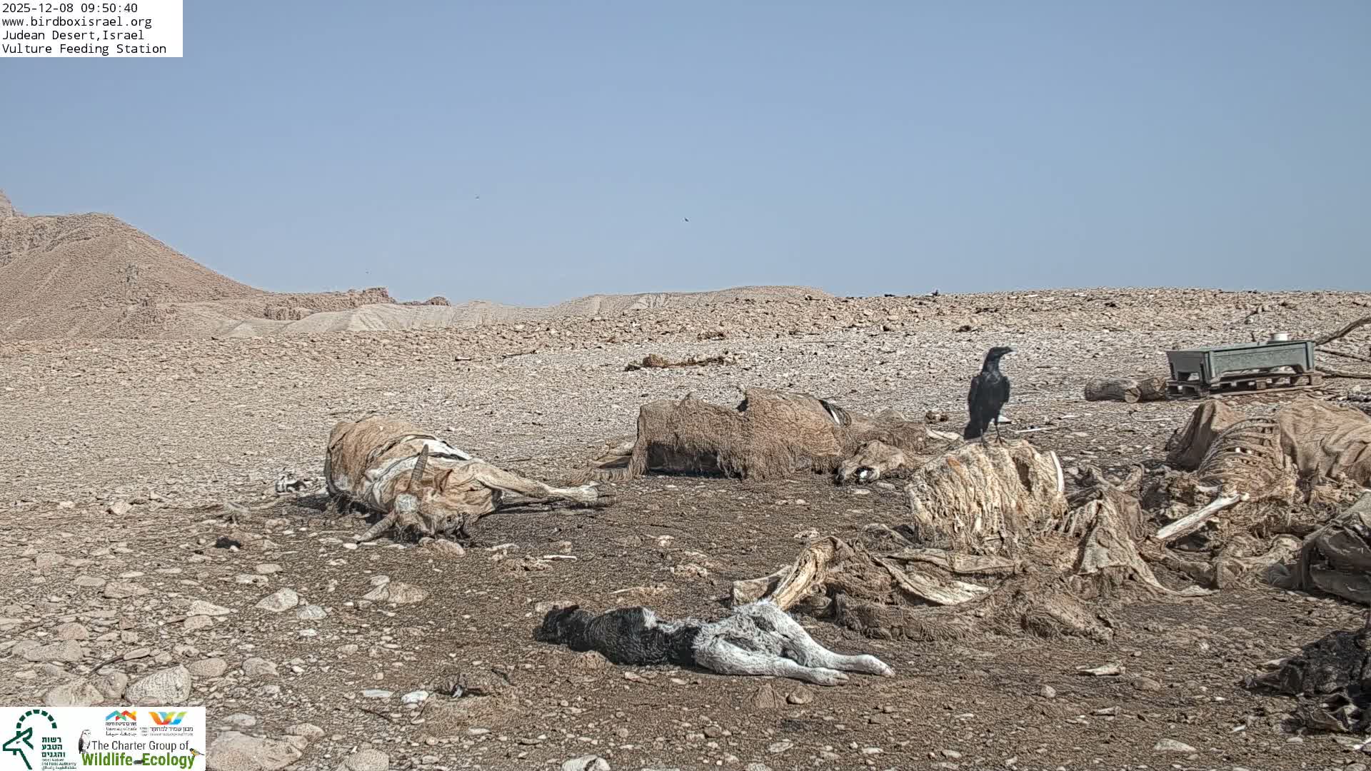 Midbar Yehuda (Judean Desert) Vulture Feeding Live Cam - Ubeidiya, Bethlehem, Palestine