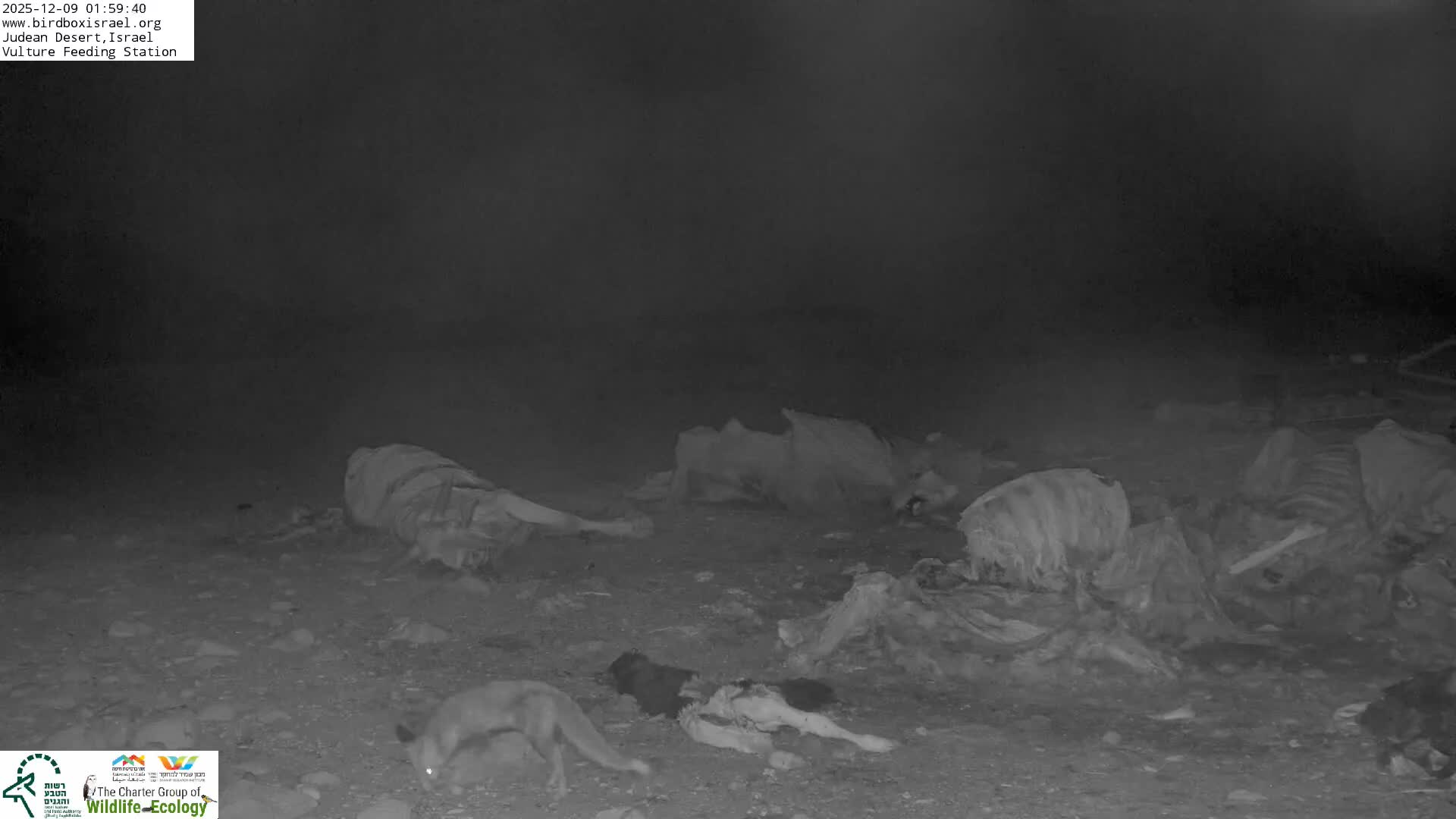 Midbar Yehuda (Judean Desert) Vulture Feeding Live Cam - Ubeidiya, Bethlehem, Palestine