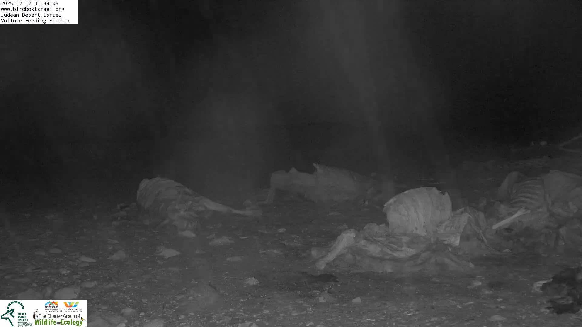 Midbar Yehuda (Judean Desert) Vulture Feeding Live Cam - Ubeidiya, Bethlehem, Palestine