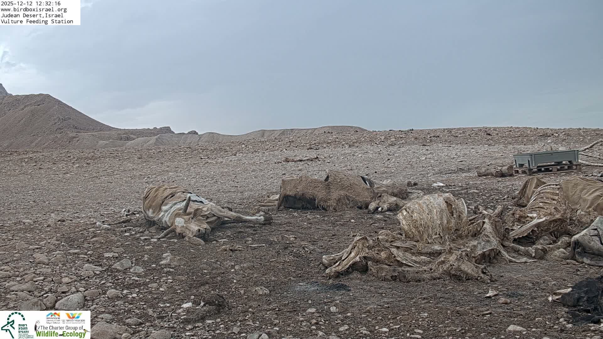 Midbar Yehuda (Judean Desert) Vulture Feeding Live Cam - Ubeidiya, Bethlehem, Palestine