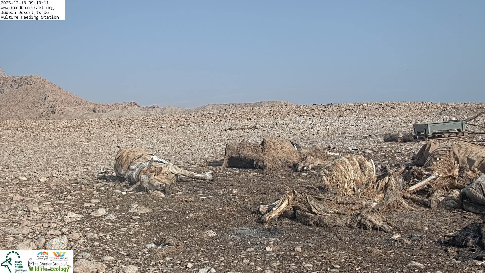Midbar Yehuda (Judean Desert) Vulture Feeding Live Cam - Ubeidiya, Bethlehem, Palestine
