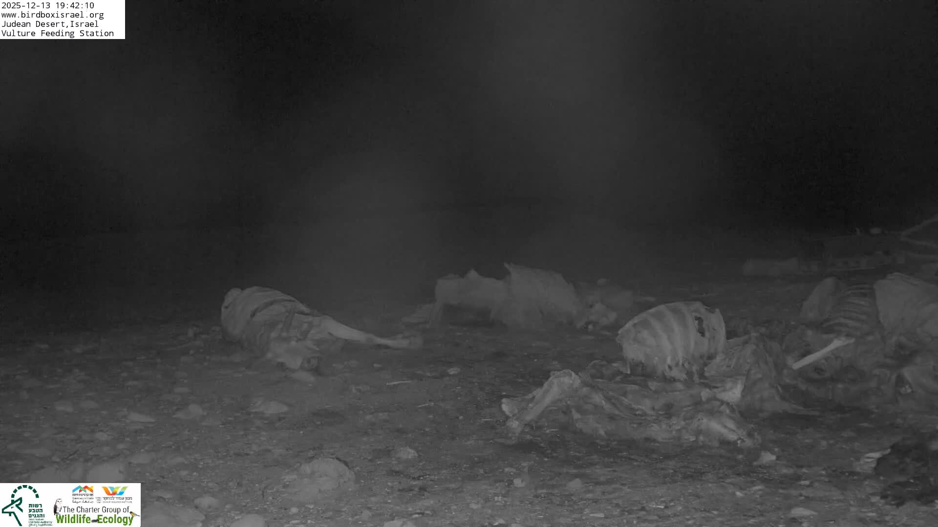 Midbar Yehuda (Judean Desert) Vulture Feeding Live Cam - Ubeidiya, Bethlehem, Palestine