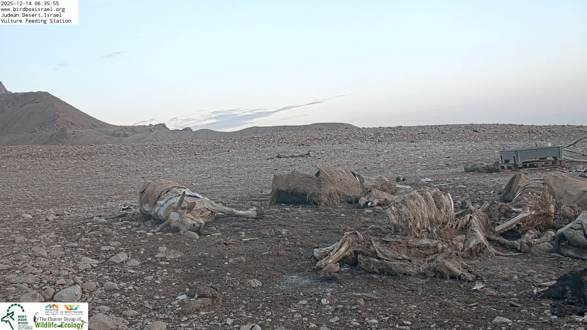 Midbar Yehuda (Judean Desert) Vulture Feeding Live Cam - Ubeidiya, Bethlehem, Palestine