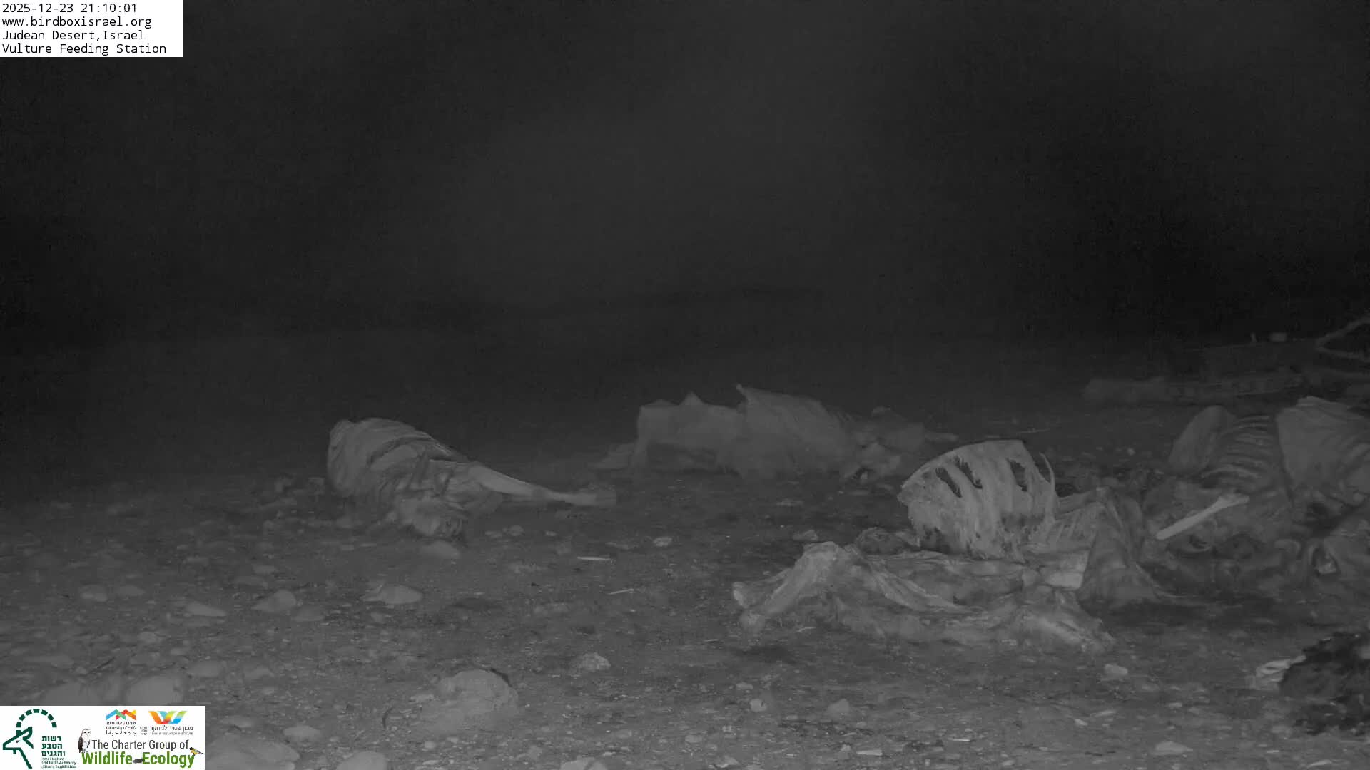 Midbar Yehuda (Judean Desert) Vulture Feeding Live Cam - Ubeidiya, Bethlehem, Palestine