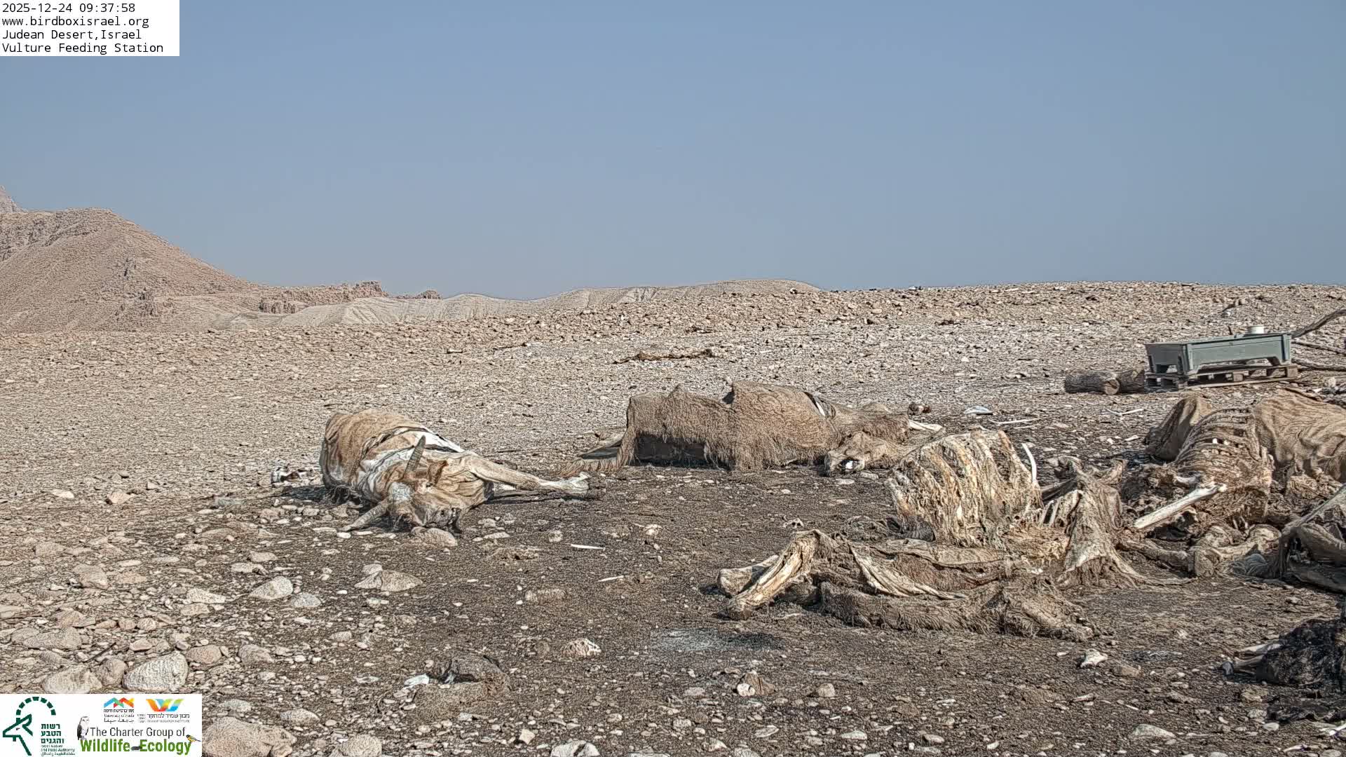 Midbar Yehuda (Judean Desert) Vulture Feeding Live Cam - Ubeidiya, Bethlehem, Palestine