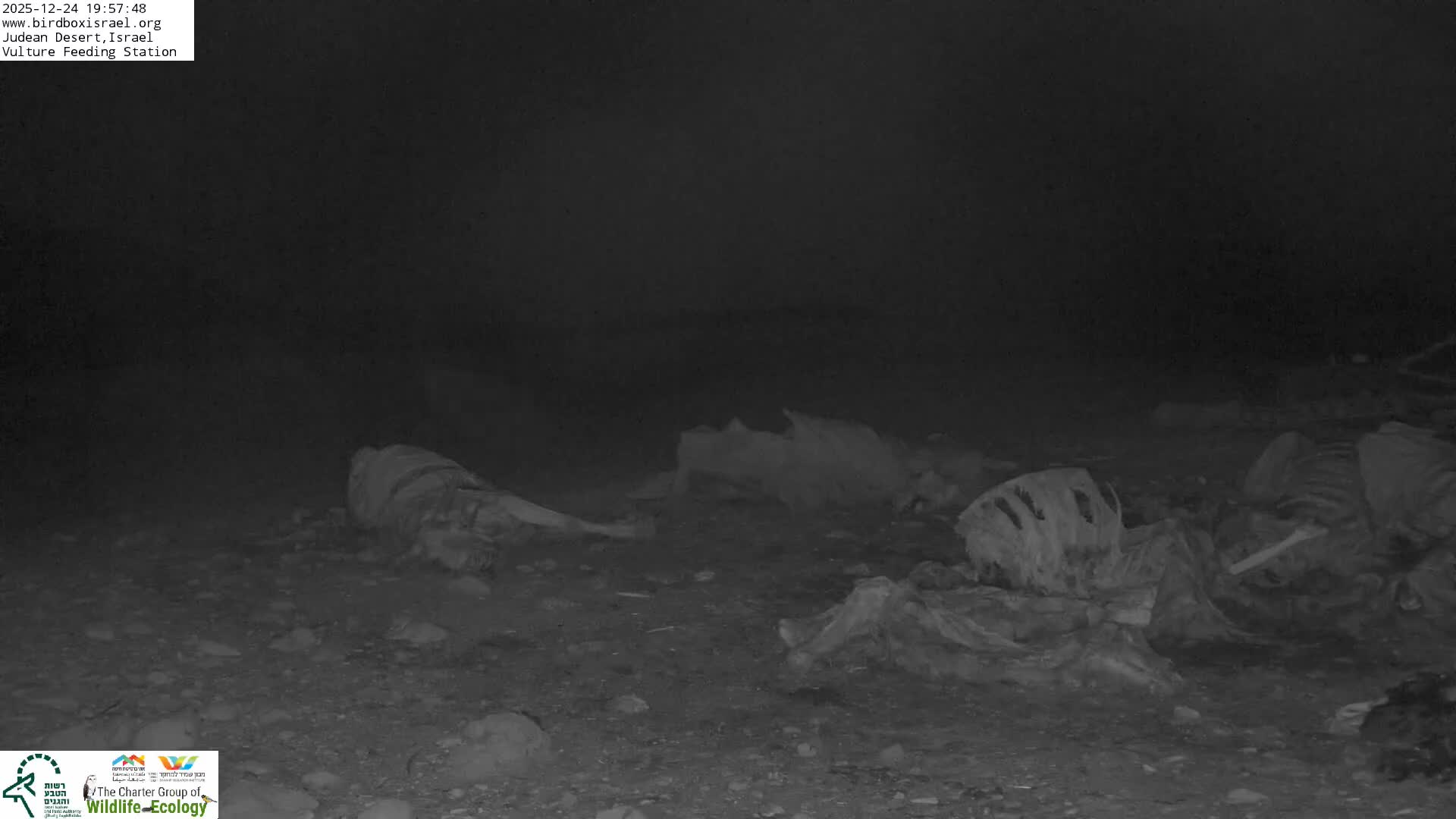 Midbar Yehuda (Judean Desert) Vulture Feeding Live Cam - Ubeidiya, Bethlehem, Palestine