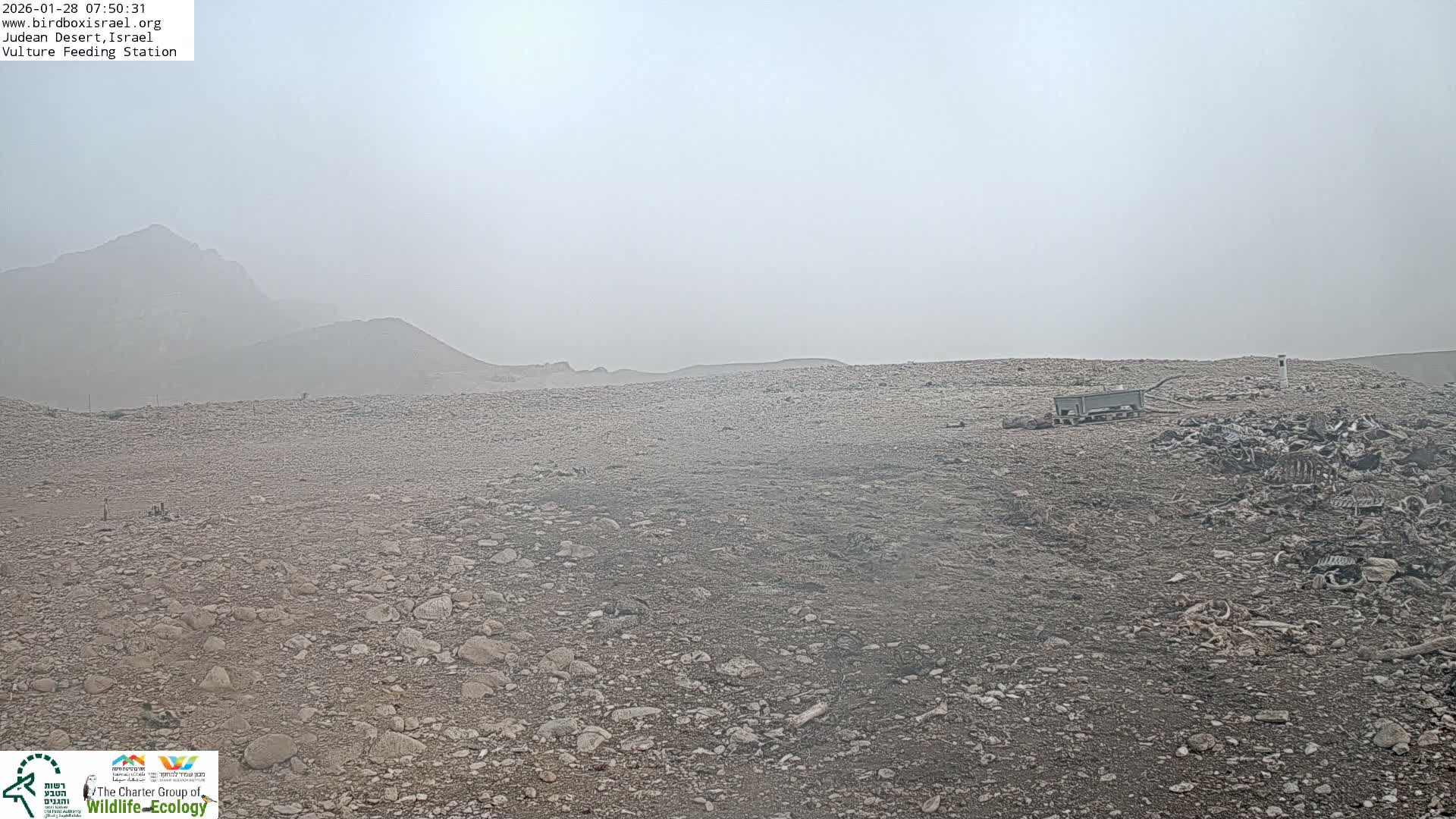 Midbar Yehuda (Judean Desert) Vulture Feeding Live Cam - Ubeidiya, Bethlehem, Palestine