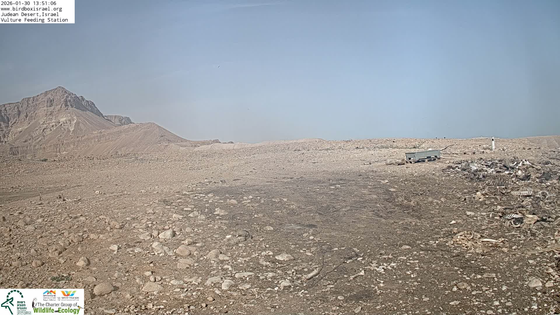 Midbar Yehuda (Judean Desert) Vulture Feeding Live Cam - Ubeidiya, Bethlehem, Palestine