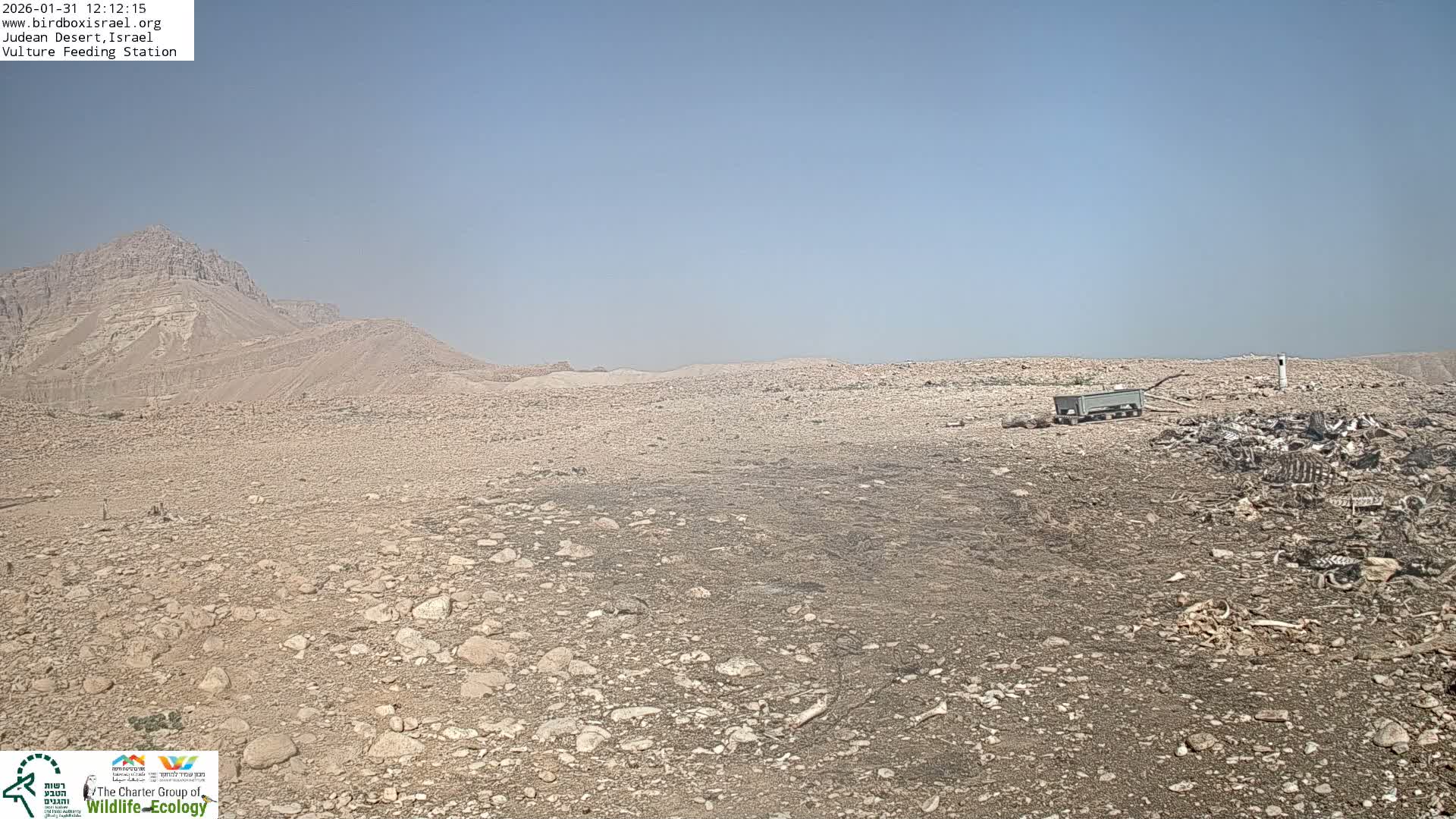 Midbar Yehuda (Judean Desert) Vulture Feeding Live Cam - Ubeidiya, Bethlehem, Palestine