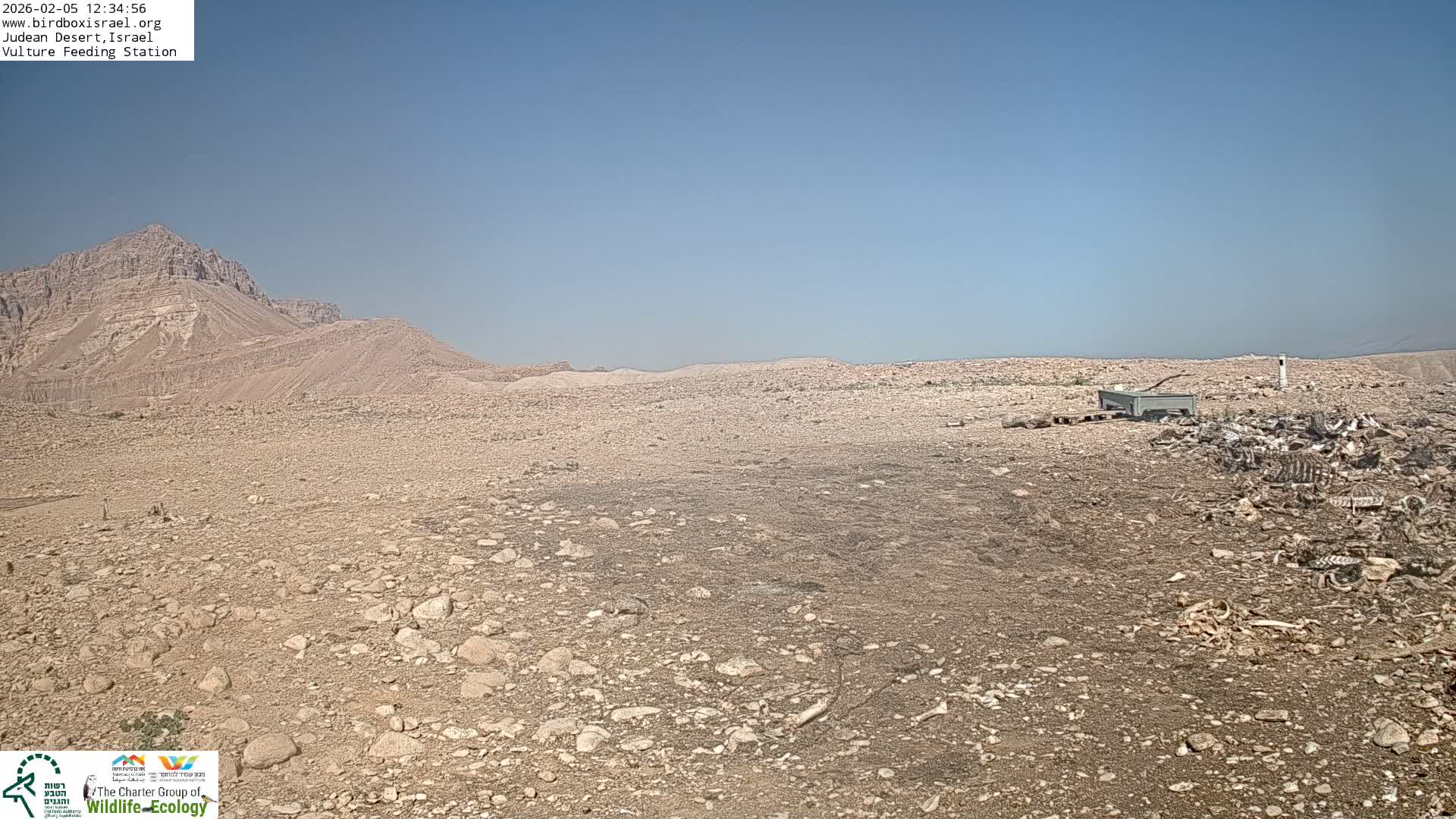 Midbar Yehuda (Judean Desert) Vulture Feeding Live Cam - Ubeidiya, Bethlehem, Palestine
