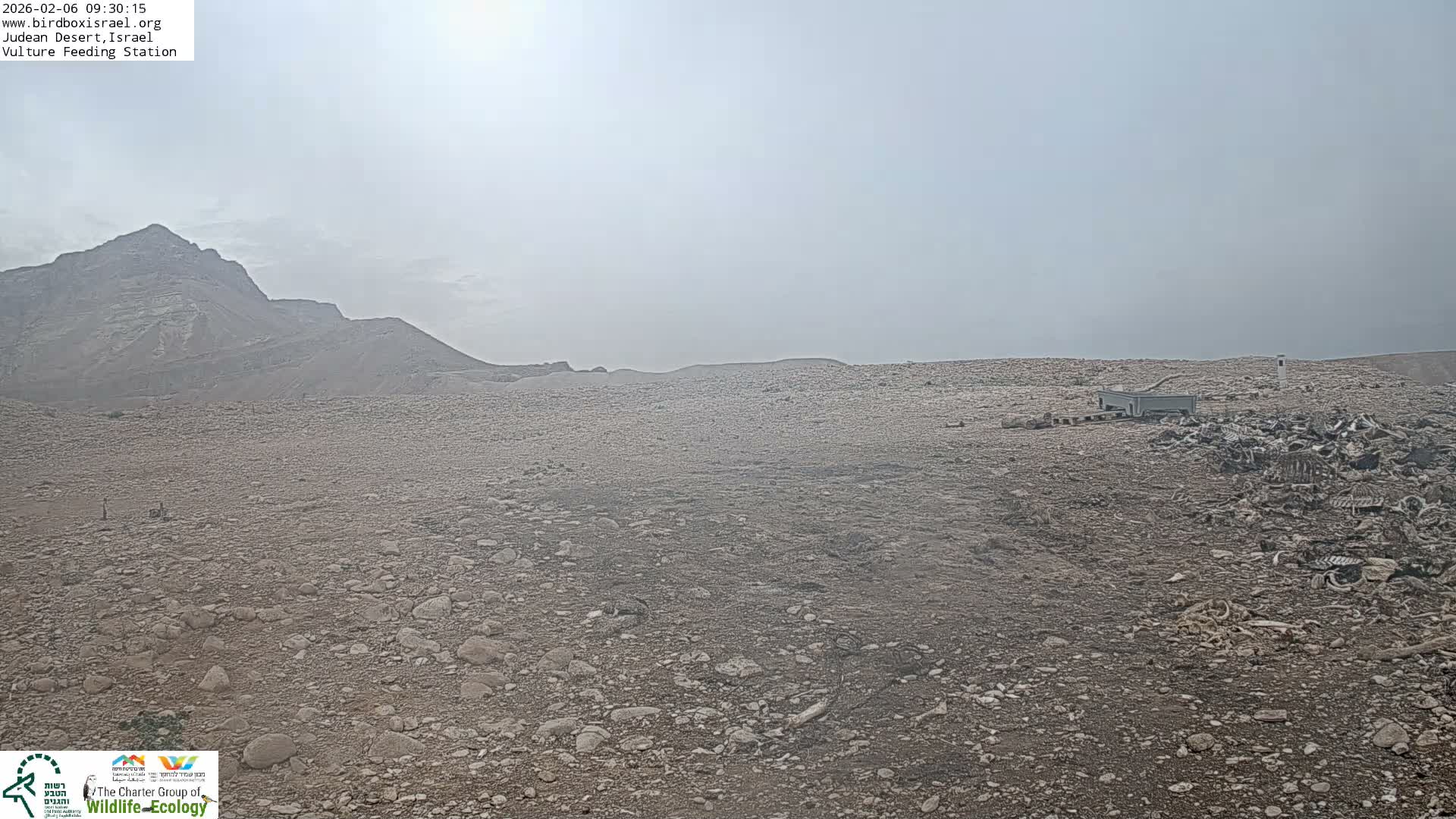 Midbar Yehuda (Judean Desert) Vulture Feeding Live Cam - Ubeidiya, Bethlehem, Palestine