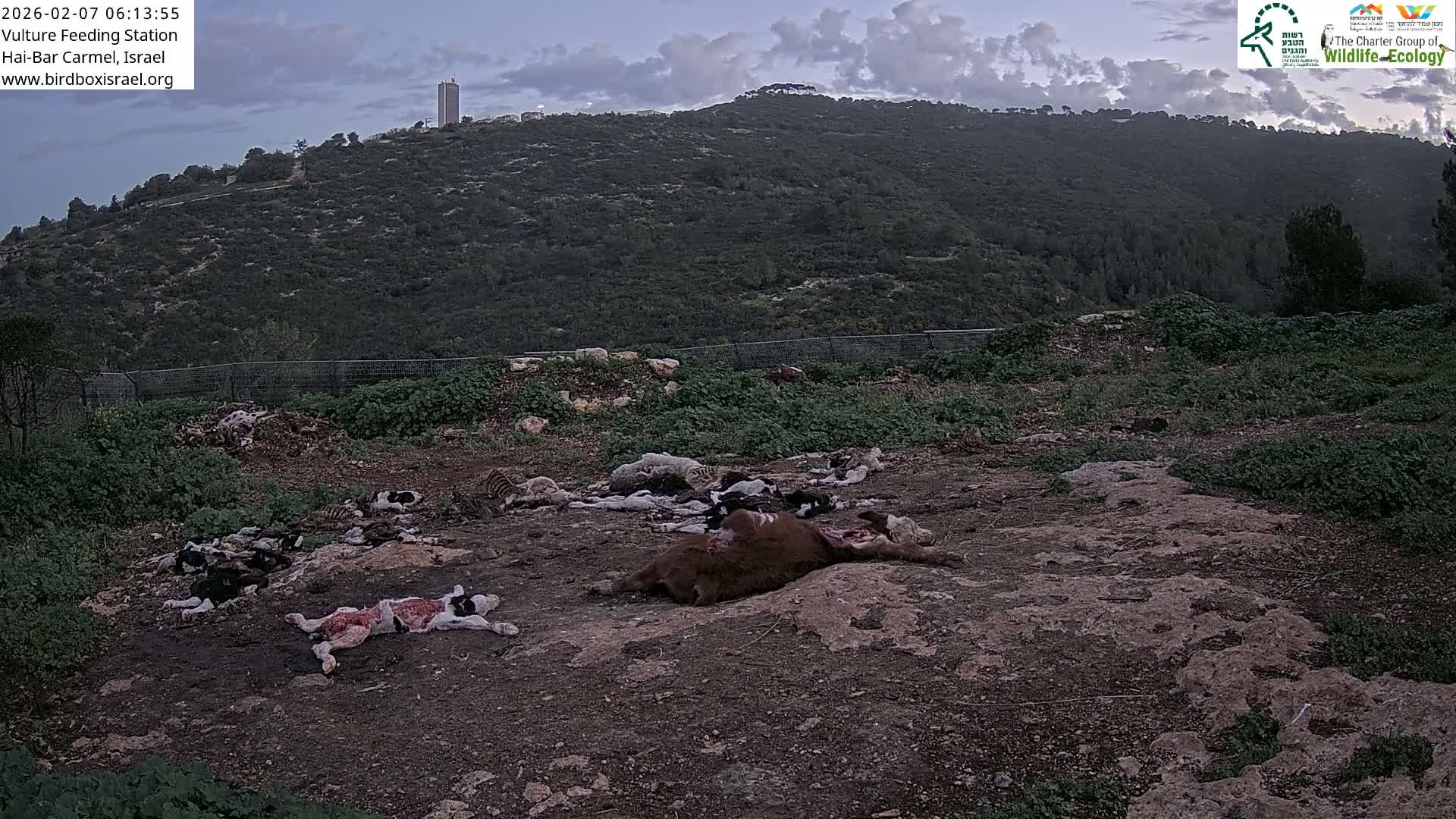 Midbar Yehuda (Judean Desert) Vulture Feeding Live Cam - Ubeidiya, Bethlehem, Palestine