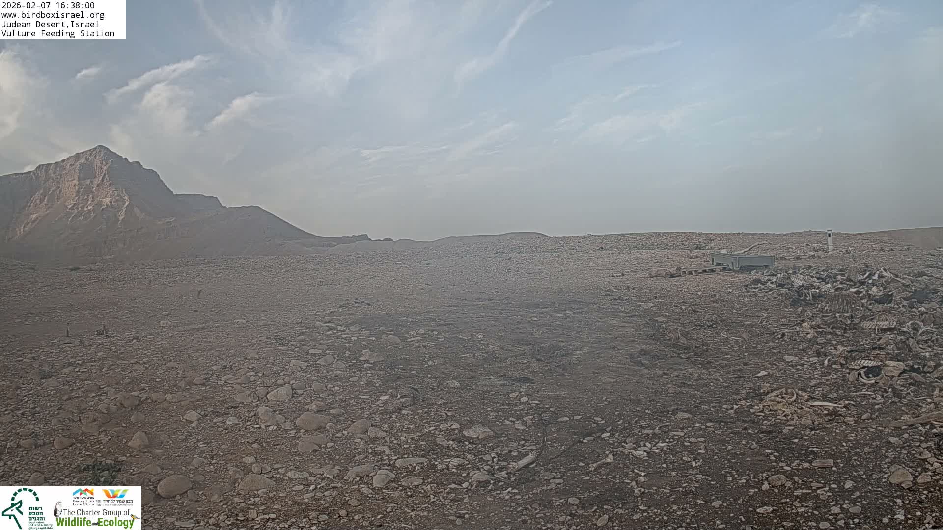 Midbar Yehuda (Judean Desert) Vulture Feeding Live Cam - Ubeidiya, Bethlehem, Palestine