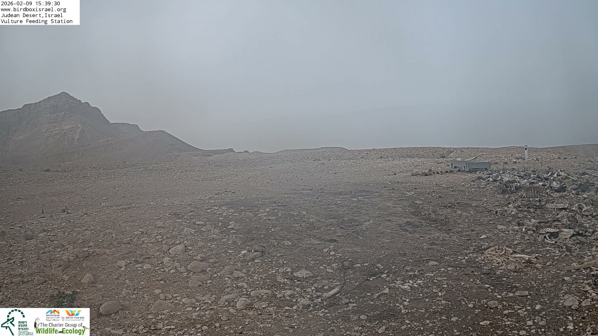 Midbar Yehuda (Judean Desert) Vulture Feeding Live Cam - Ubeidiya, Bethlehem, Palestine