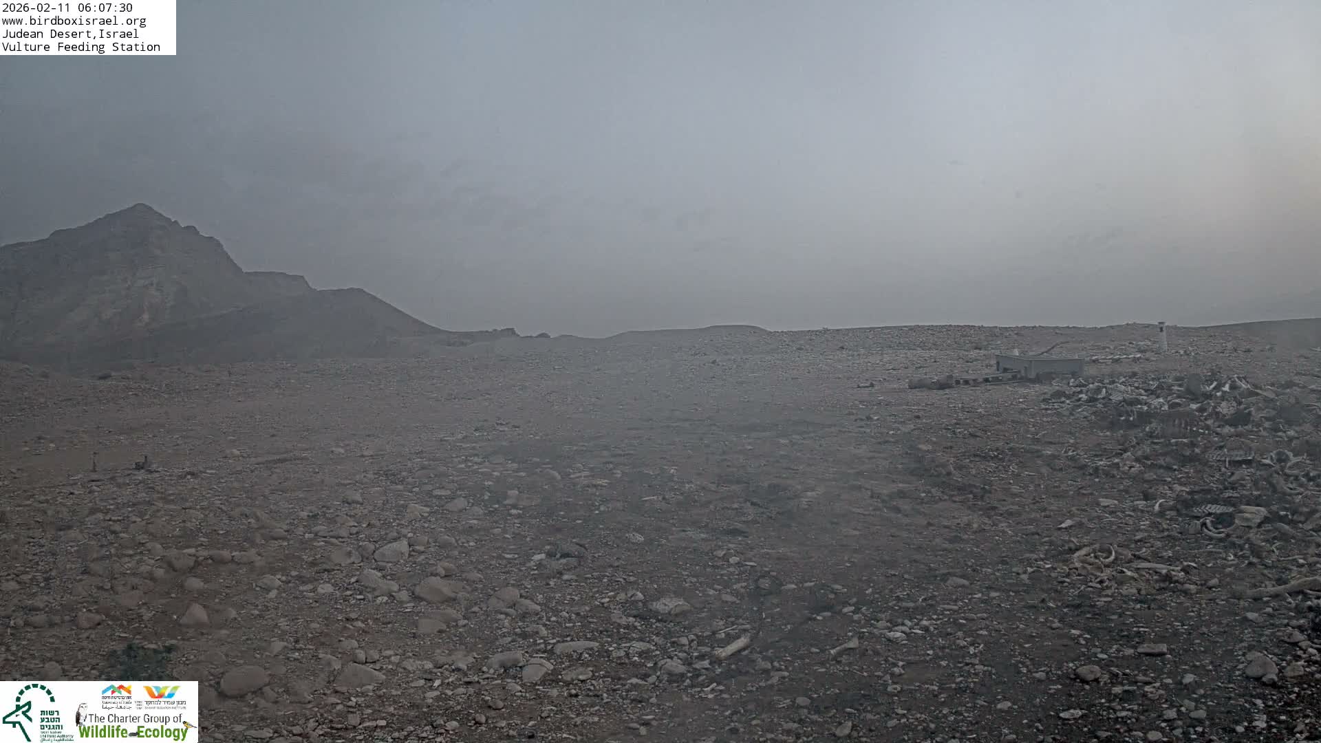 Midbar Yehuda (Judean Desert) Vulture Feeding Live Cam - Ubeidiya, Bethlehem, Palestine