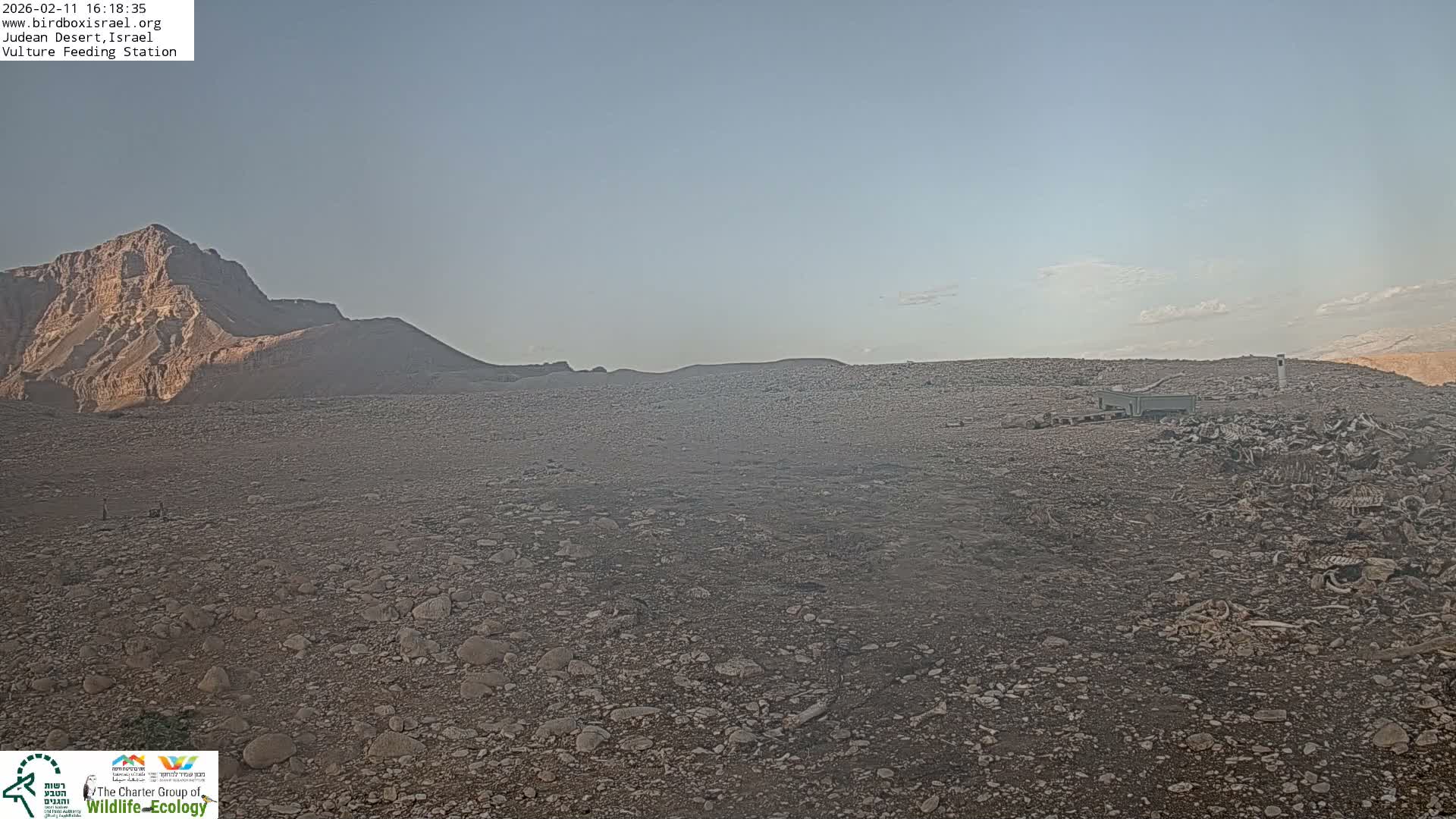 Midbar Yehuda (Judean Desert) Vulture Feeding Live Cam - Ubeidiya, Bethlehem, Palestine