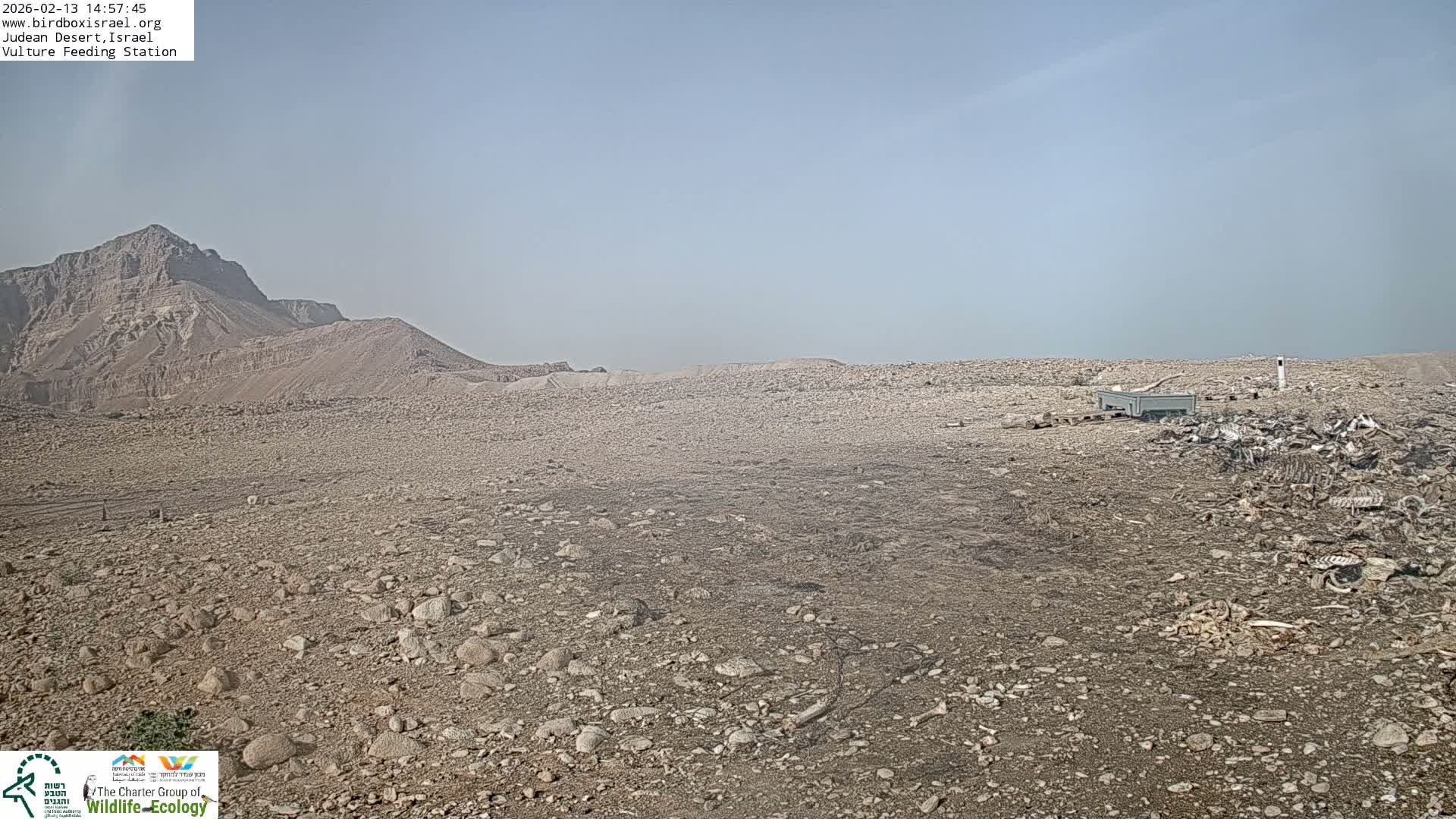 Midbar Yehuda (Judean Desert) Vulture Feeding Live Cam - Ubeidiya, Bethlehem, Palestine