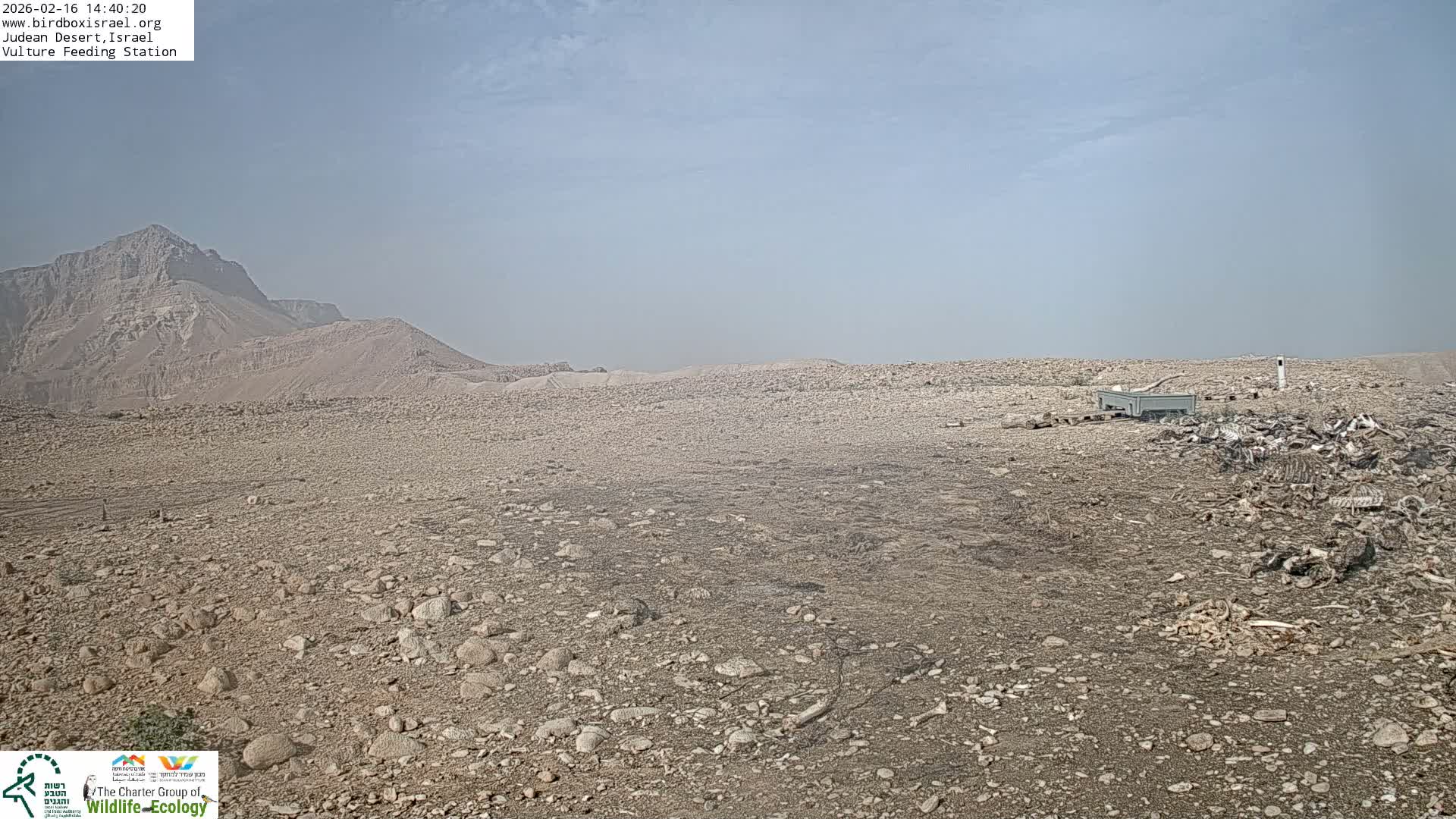 Midbar Yehuda (Judean Desert) Vulture Feeding Live Cam - Ubeidiya, Bethlehem, Palestine