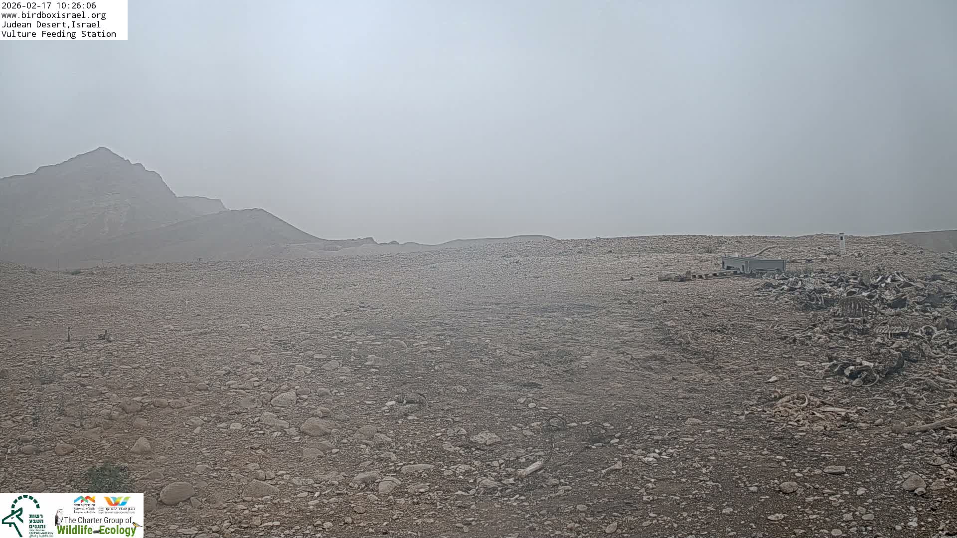 Midbar Yehuda (Judean Desert) Vulture Feeding Live Cam - Ubeidiya, Bethlehem, Palestine