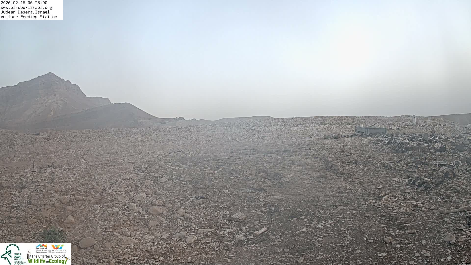 Midbar Yehuda (Judean Desert) Vulture Feeding Live Cam - Ubeidiya, Bethlehem, Palestine