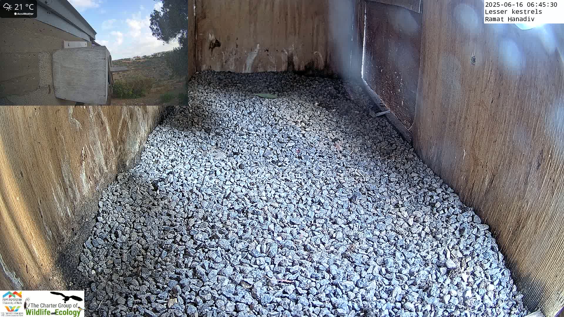 Ramat Hanadiv Plateau & Lesser Kestrel Feeding Live Cam - Ramat Hanadiv, Zikhron Ya'akov, Haifa, Israel