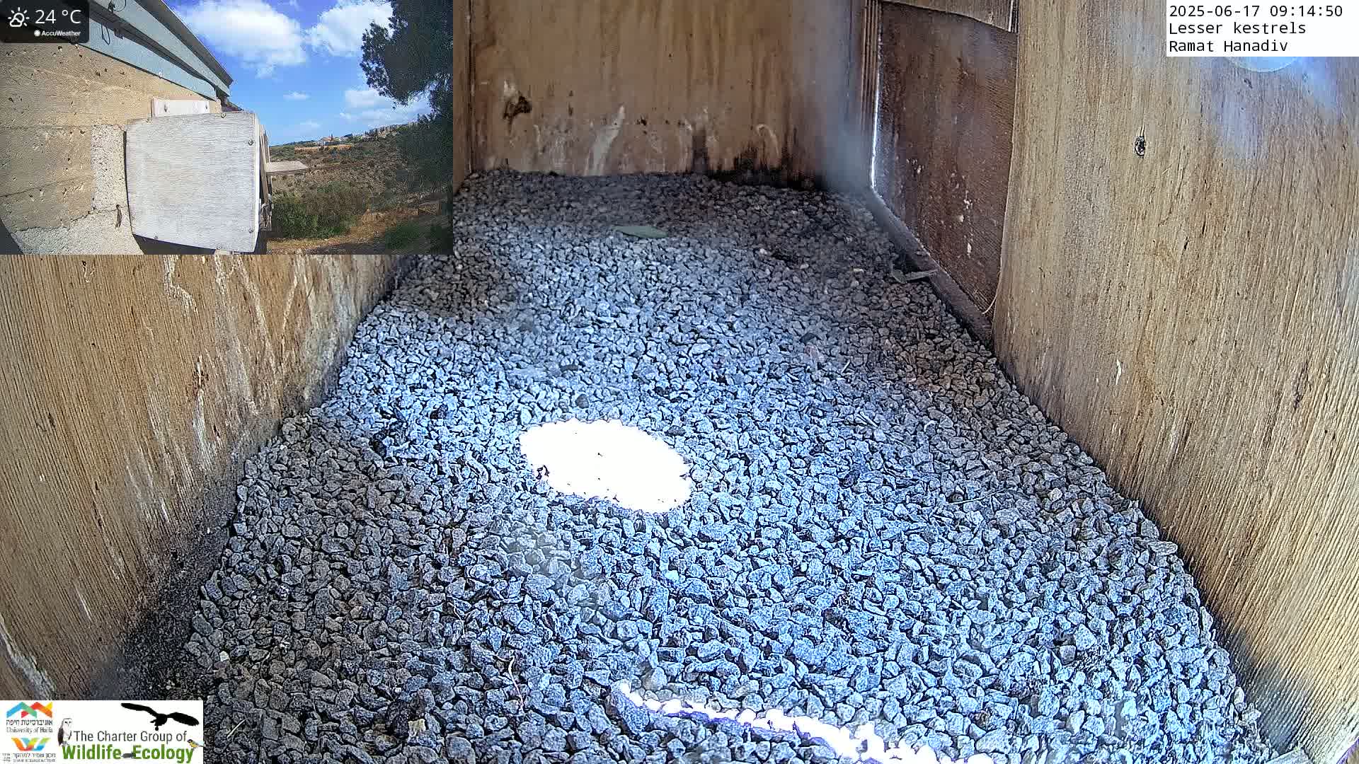 Ramat Hanadiv Plateau & Lesser Kestrel Feeding Live Cam - Ramat Hanadiv, Zikhron Ya'akov, Haifa, Israel