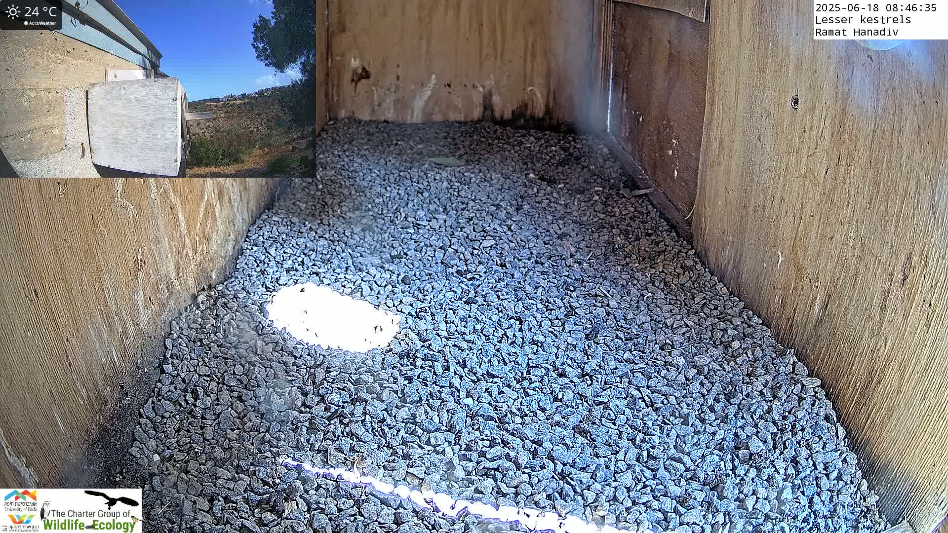 Ramat Hanadiv Plateau & Lesser Kestrel Feeding Live Cam - Ramat Hanadiv, Zikhron Ya'akov, Haifa, Israel