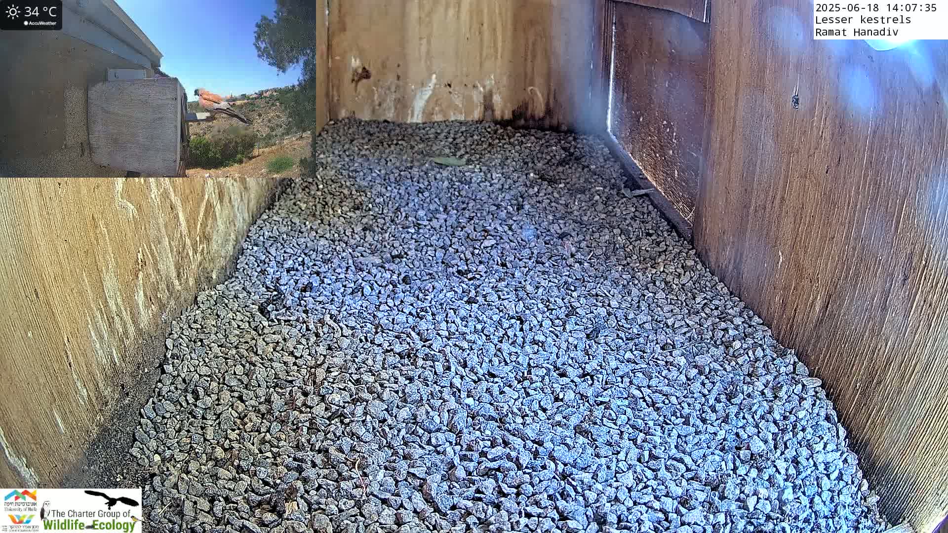 Ramat Hanadiv Plateau & Lesser Kestrel Feeding Live Cam - Ramat Hanadiv, Zikhron Ya'akov, Haifa, Israel