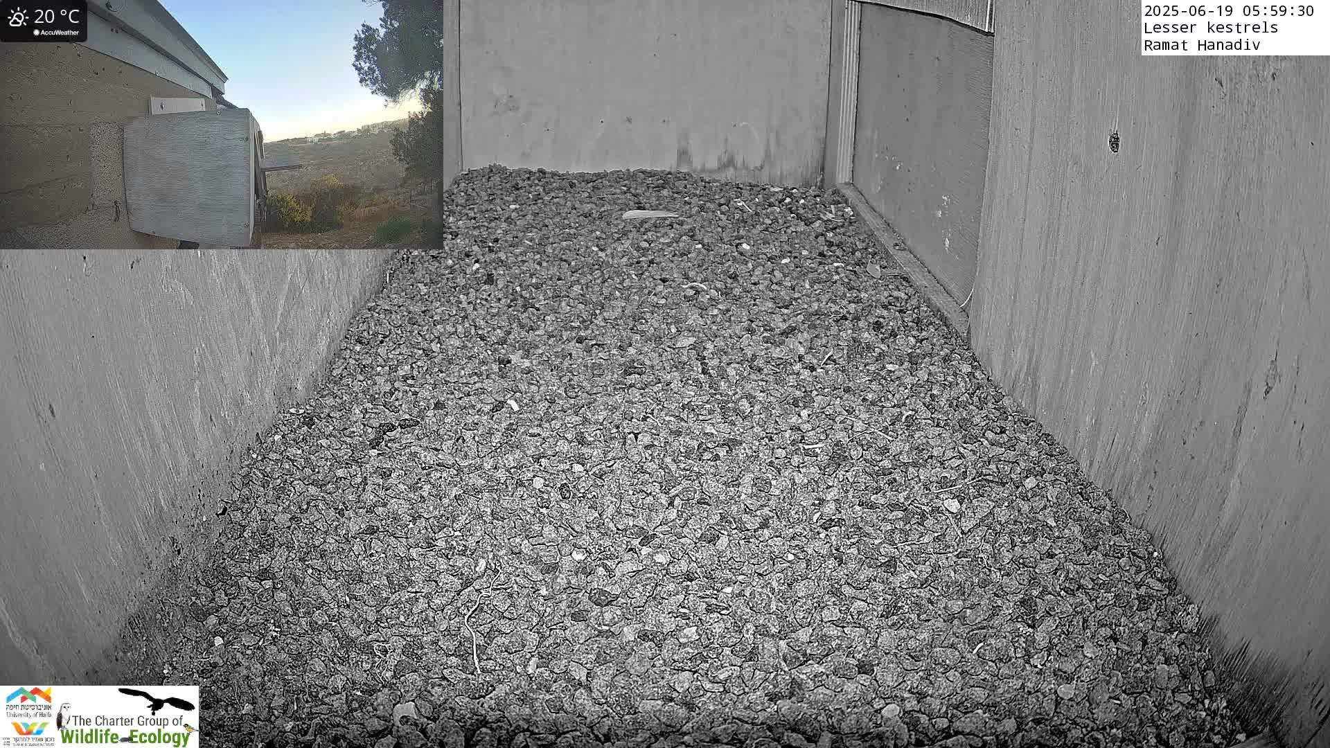 Ramat Hanadiv Plateau & Lesser Kestrel Feeding Live Cam - Ramat Hanadiv, Zikhron Ya'akov, Haifa, Israel