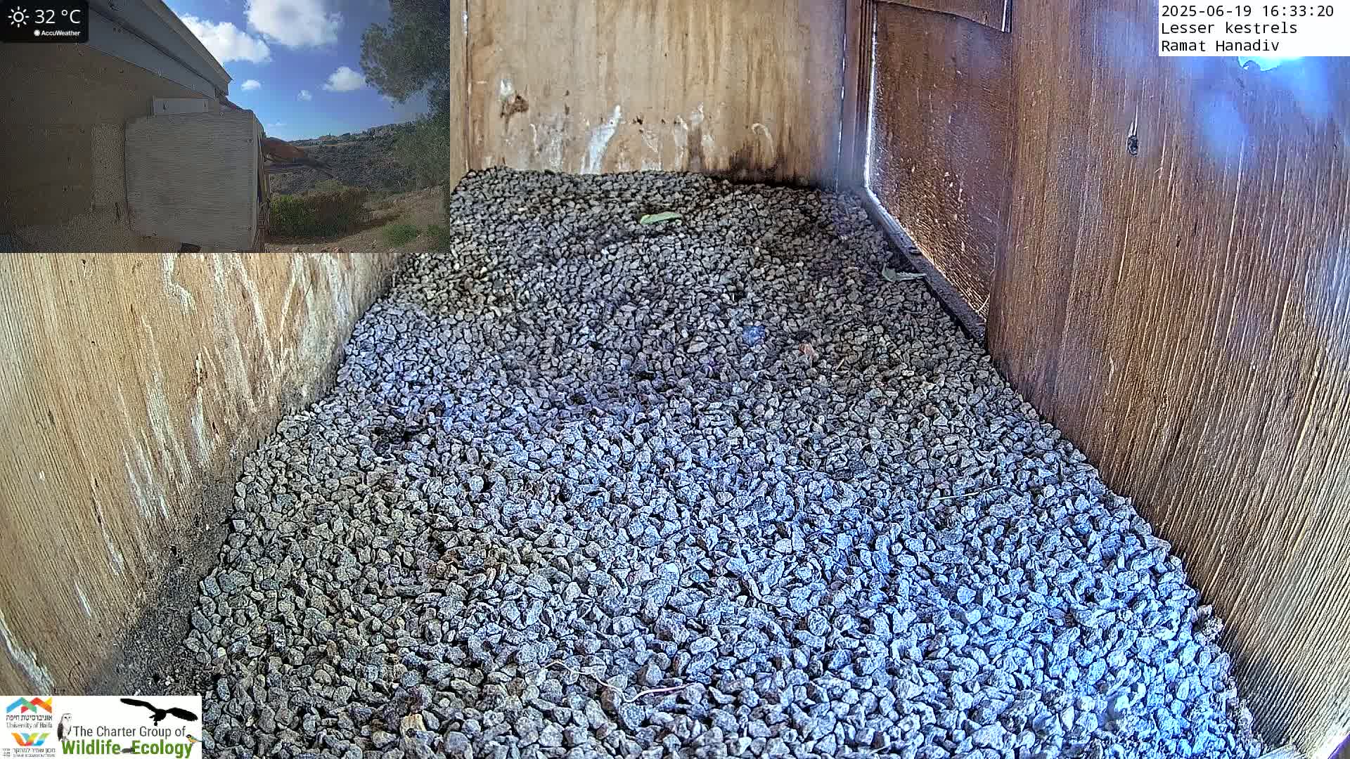 Ramat Hanadiv Plateau & Lesser Kestrel Feeding Live Cam - Ramat Hanadiv, Zikhron Ya'akov, Haifa, Israel