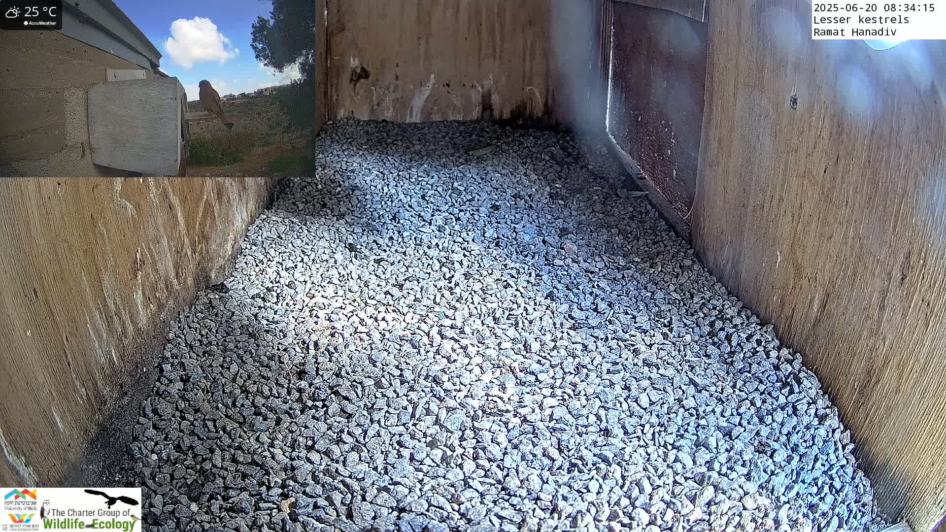 Ramat Hanadiv Plateau & Lesser Kestrel Feeding Live Cam - Ramat Hanadiv, Zikhron Ya'akov, Haifa, Israel