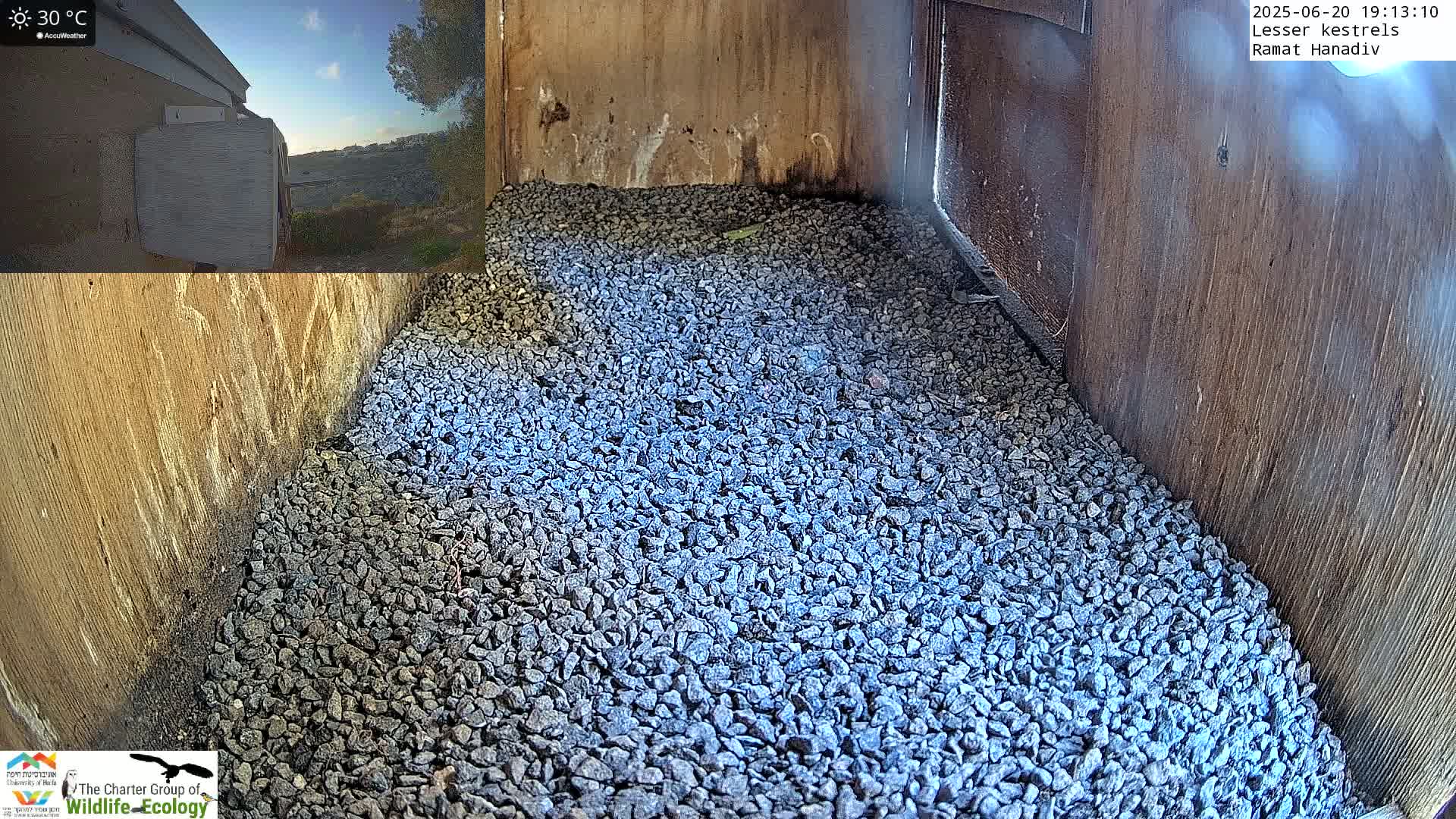 Ramat Hanadiv Plateau & Lesser Kestrel Feeding Live Cam - Ramat Hanadiv, Zikhron Ya'akov, Haifa, Israel