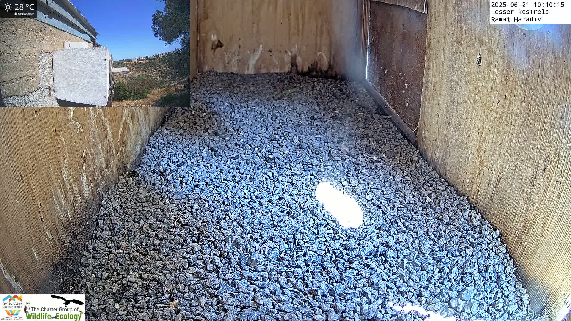 Ramat Hanadiv Plateau & Lesser Kestrel Feeding Live Cam - Ramat Hanadiv, Zikhron Ya'akov, Haifa, Israel