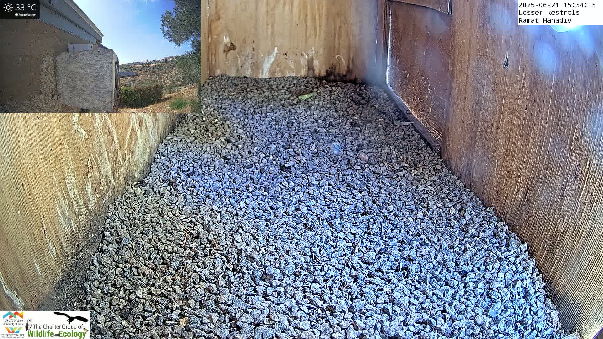 Ramat Hanadiv Plateau & Lesser Kestrel Feeding Live Cam - Ramat Hanadiv, Zikhron Ya'akov, Haifa, Israel