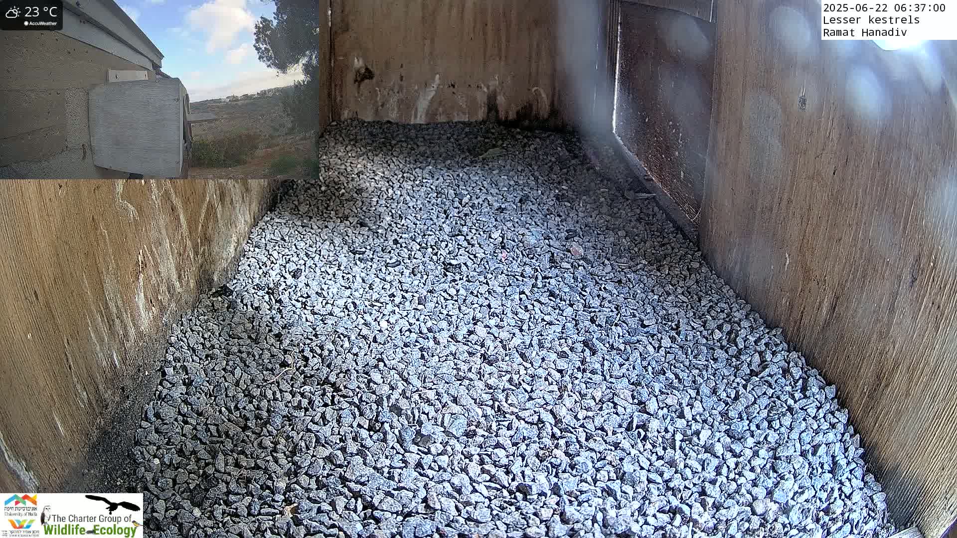 Ramat Hanadiv Plateau & Lesser Kestrel Feeding Live Cam - Ramat Hanadiv, Zikhron Ya'akov, Haifa, Israel