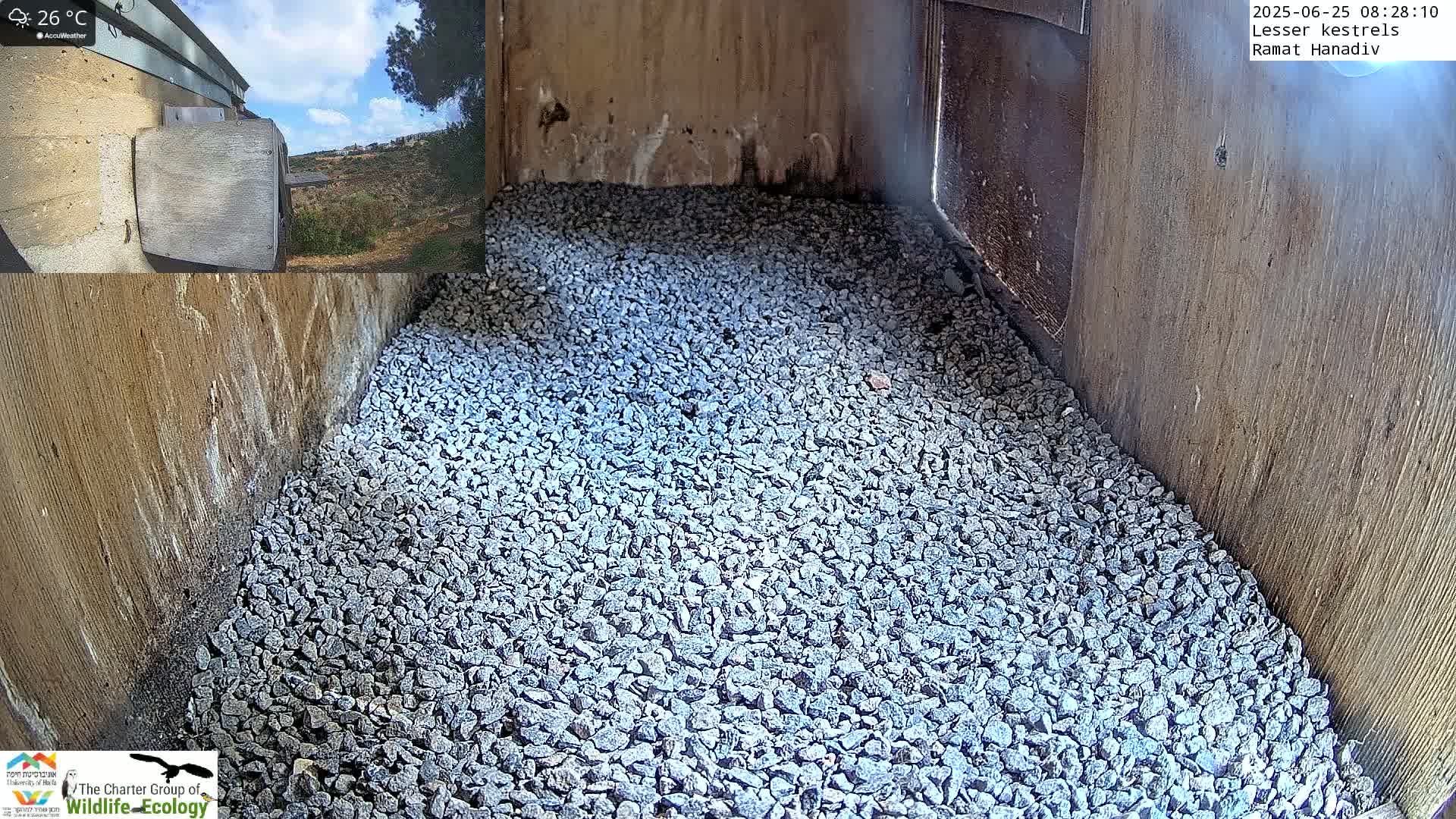 Ramat Hanadiv Plateau & Lesser Kestrel Feeding Live Cam - Ramat Hanadiv, Zikhron Ya'akov, Haifa, Israel